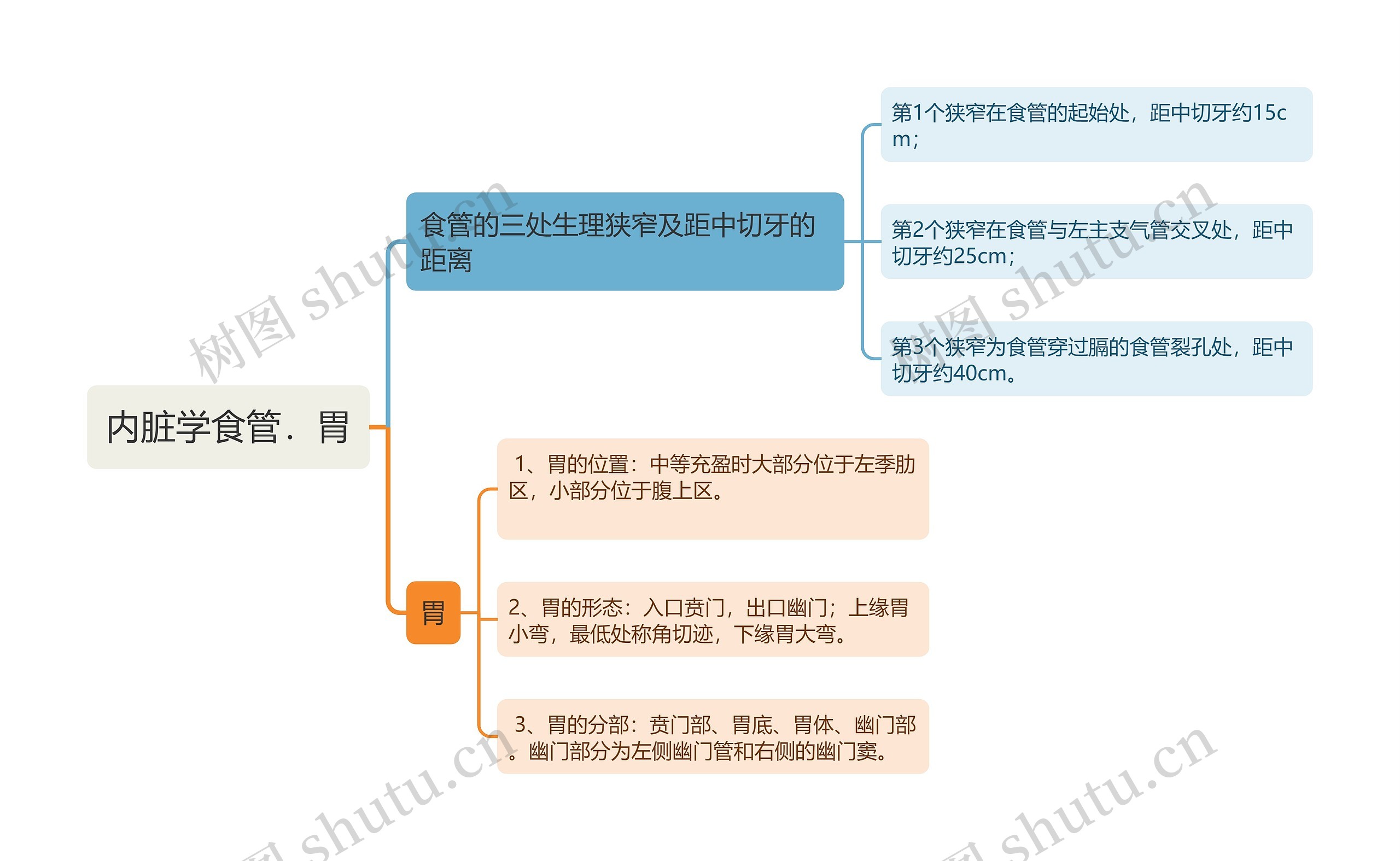 内脏学食管．胃思维导图