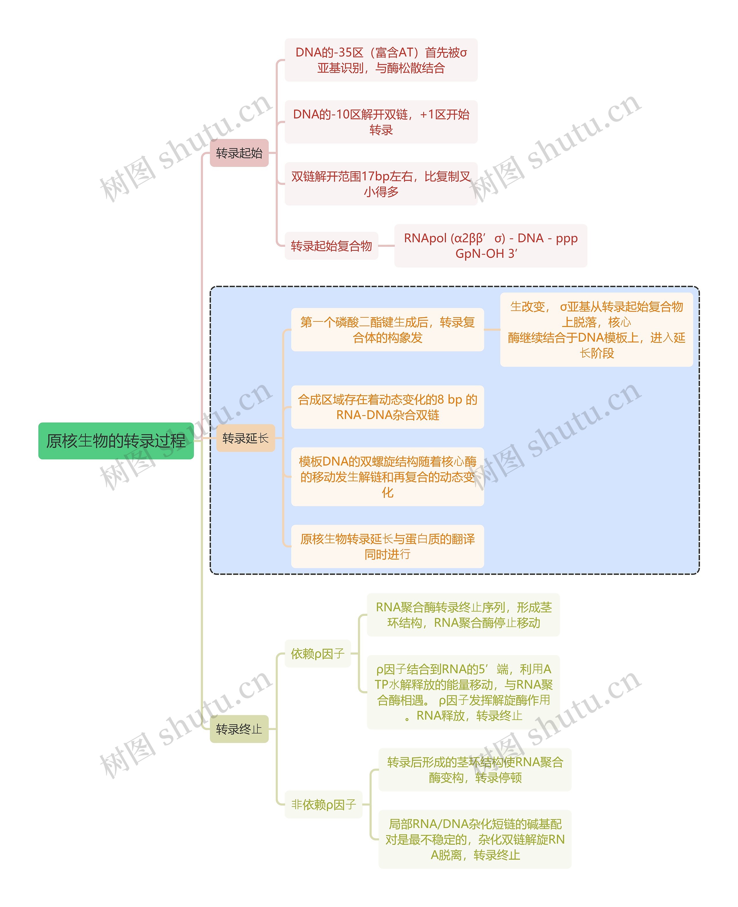 医学知识原核⽣物的转录过程思维导图