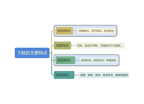 医学知识下肢的主要特点思维导图