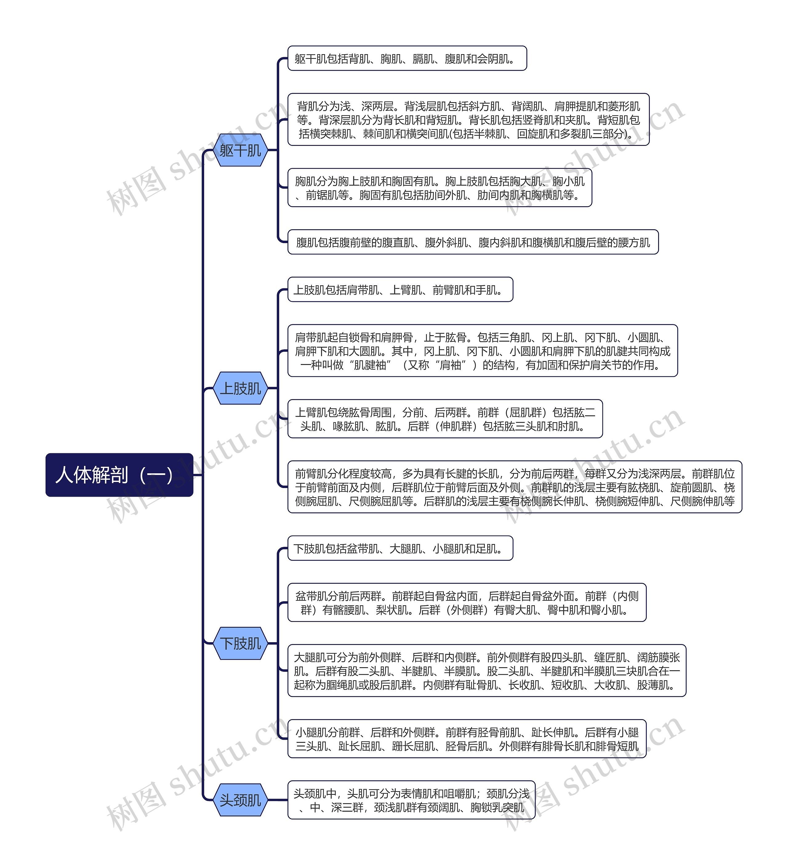 《人体解剖（一）》思维导图