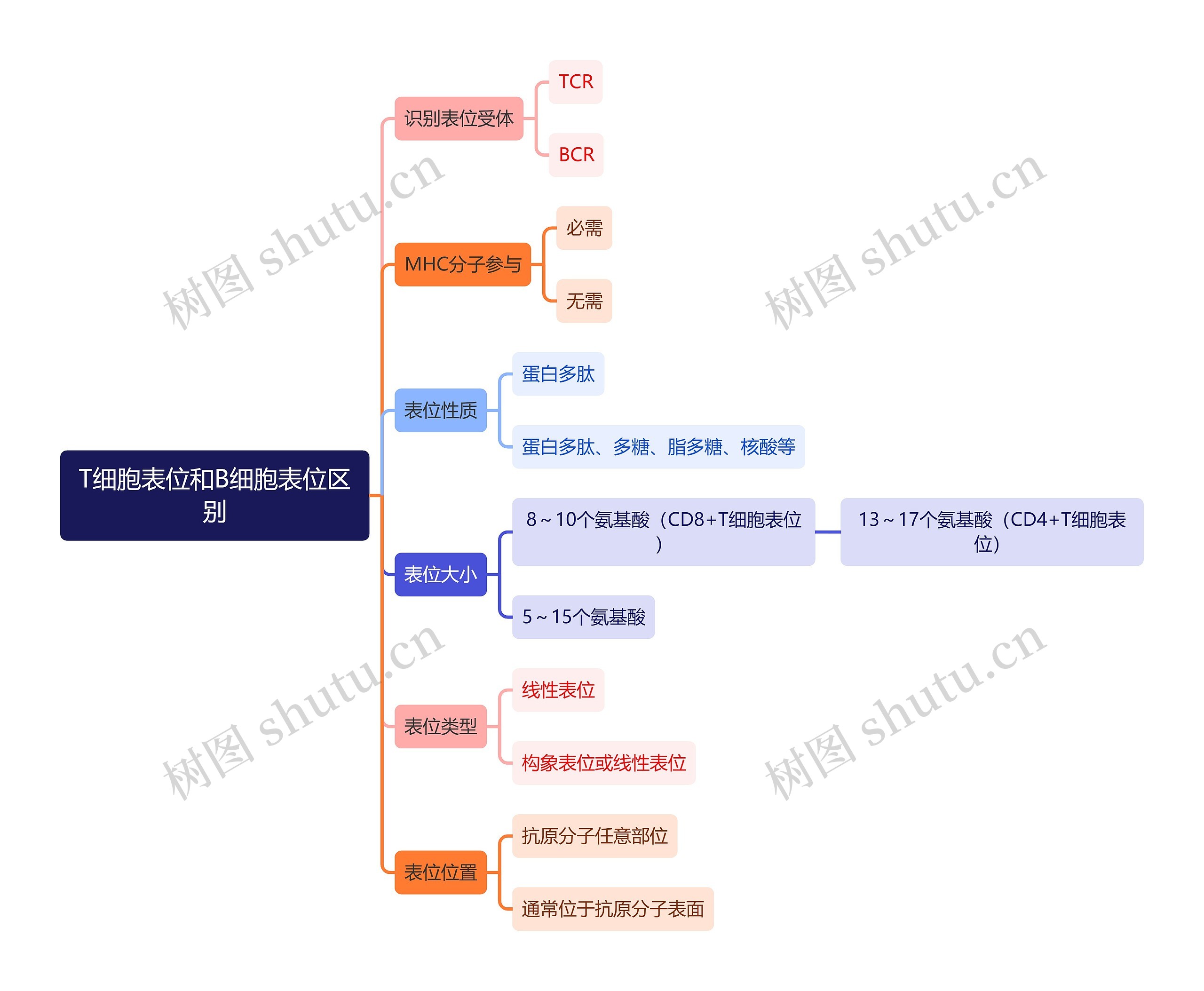 医学知识T细胞表位和B细胞表位区别思维导图