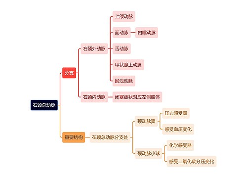 解剖学知识右颈总动脉思维导图