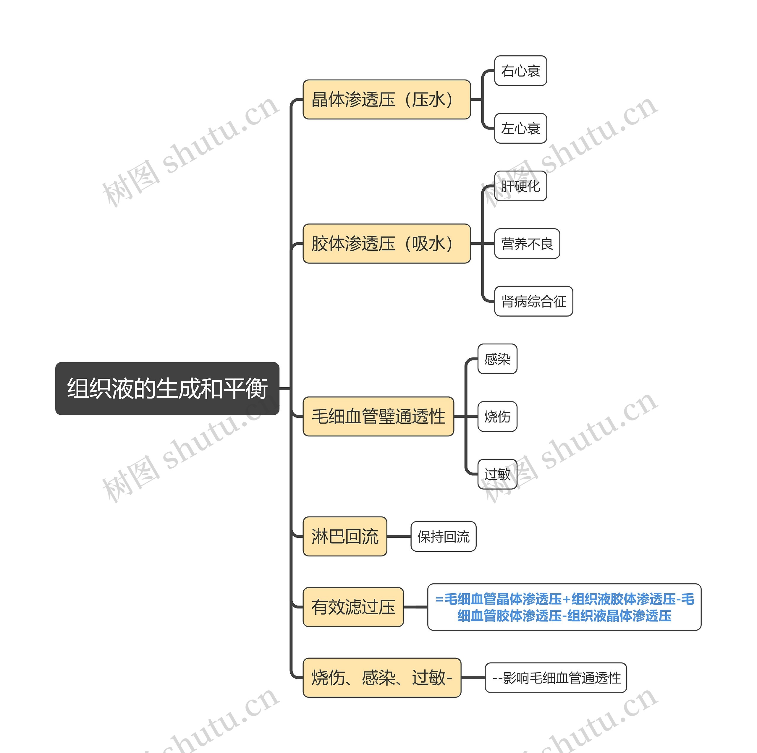 医学知识组织液的生成和平衡思维导图