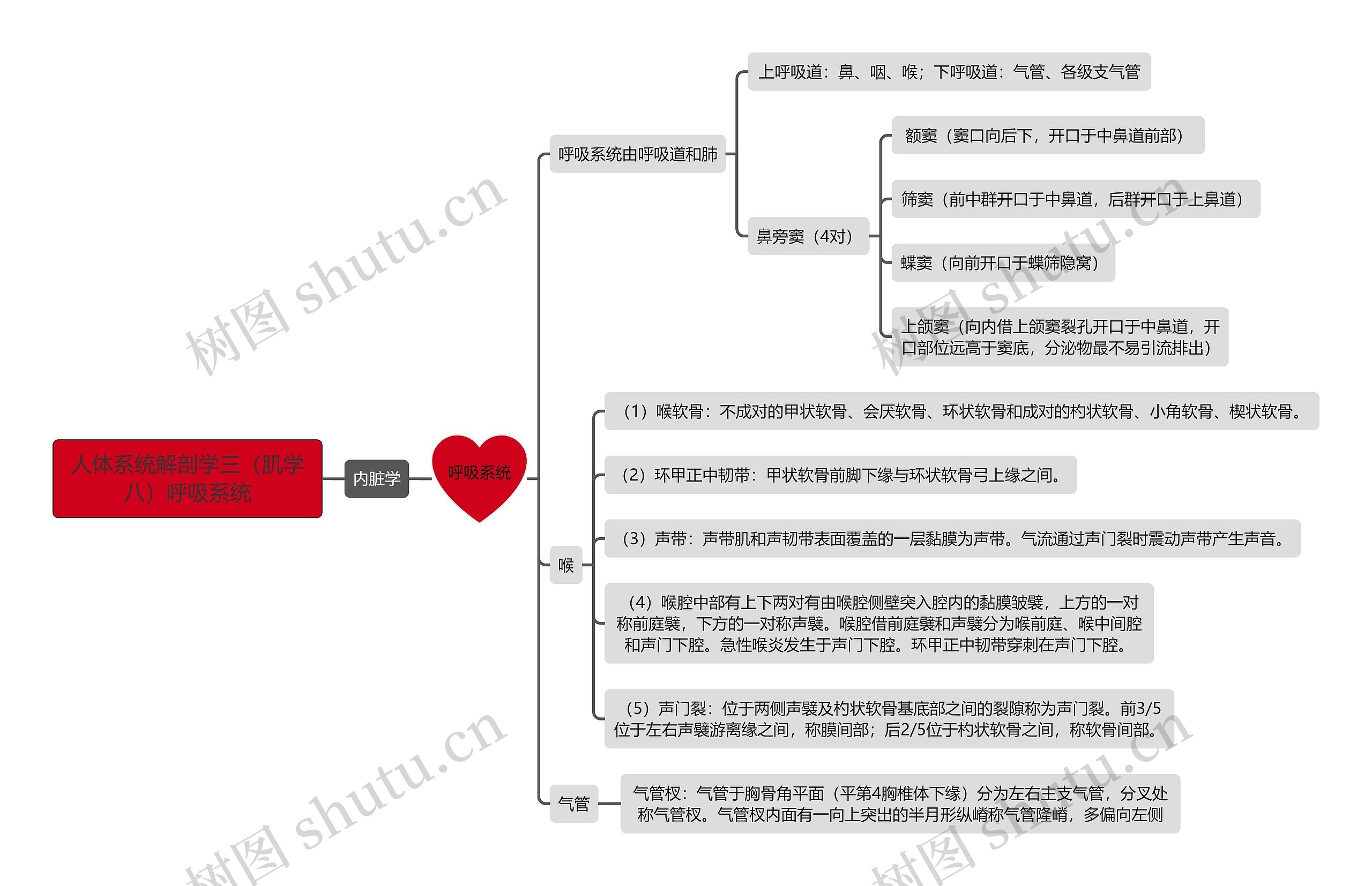 《人体系统解剖学三（肌学八）呼吸系统》思维导图