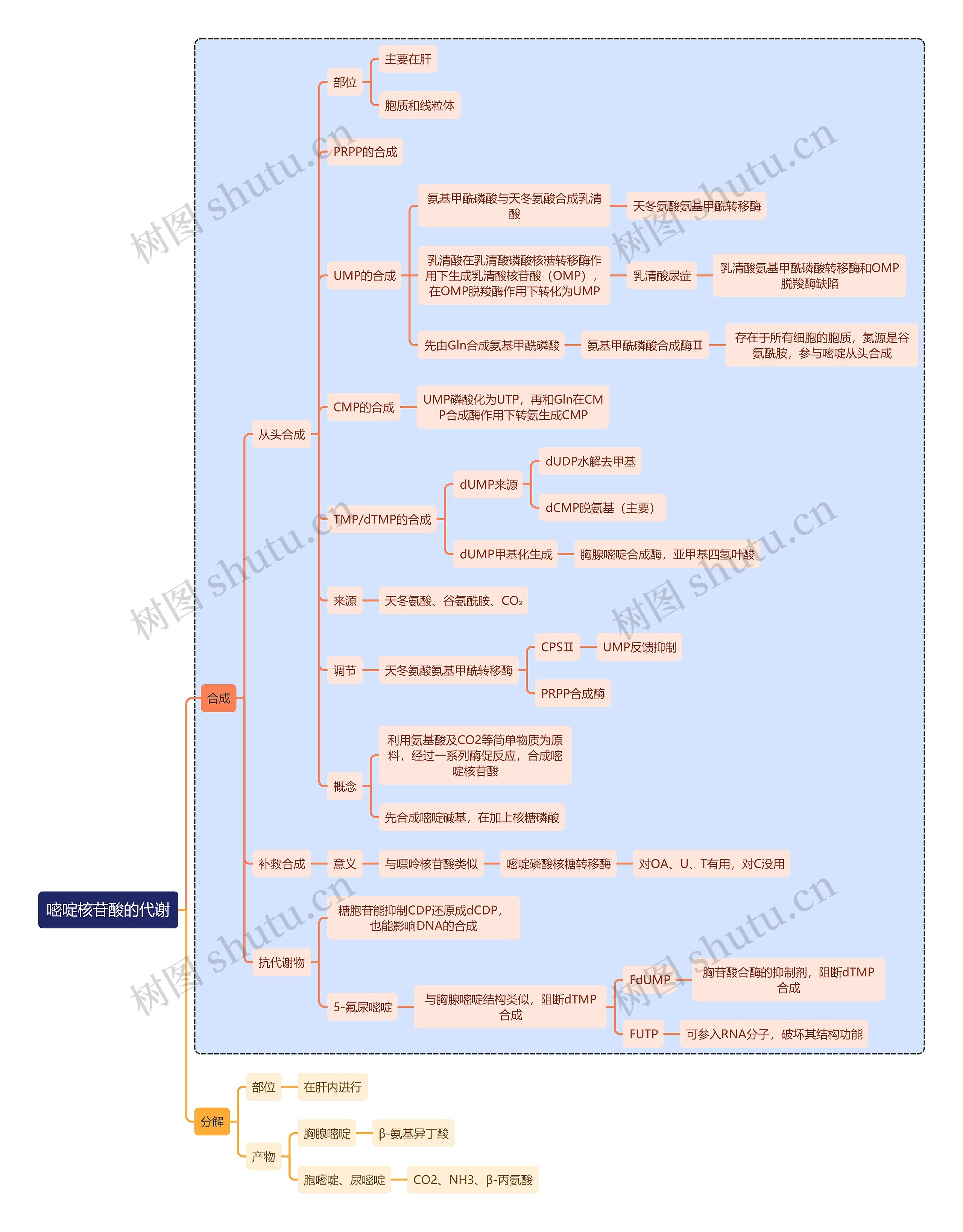 医学知识嘧啶核苷酸的代谢思维导图