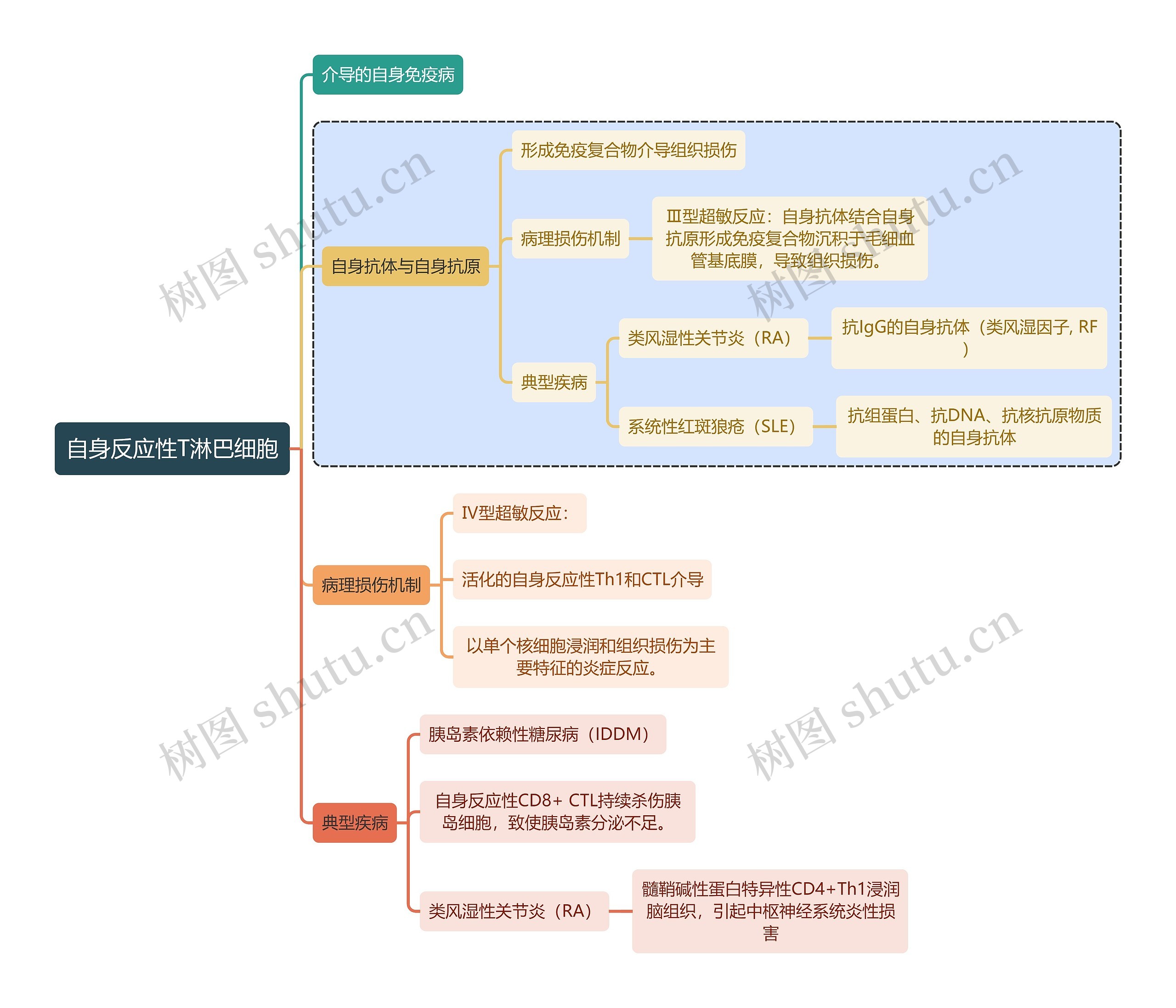 医学知识自身反应性T淋巴细胞思维导图