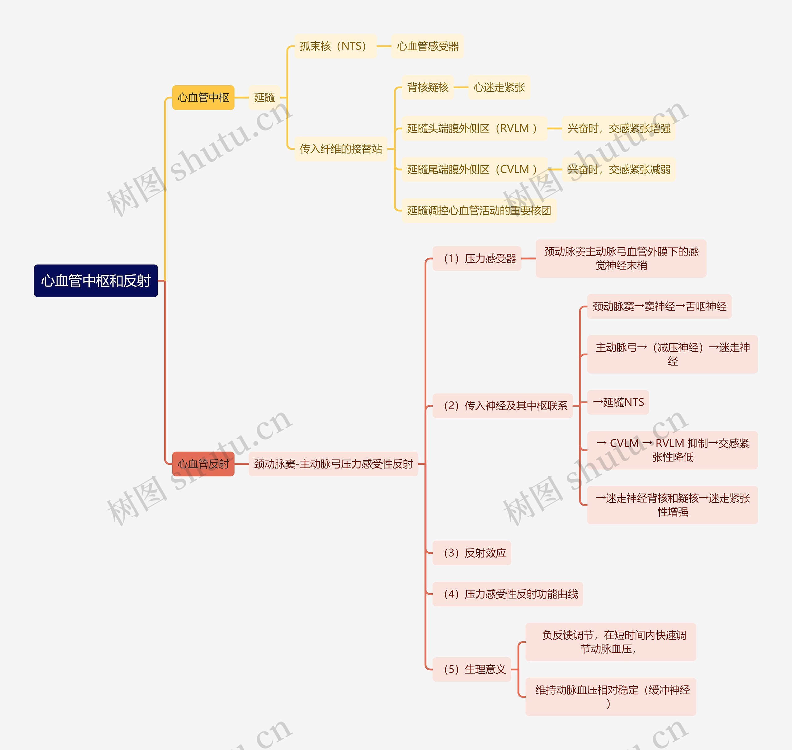 医学知识心血管中枢和反射思维导图