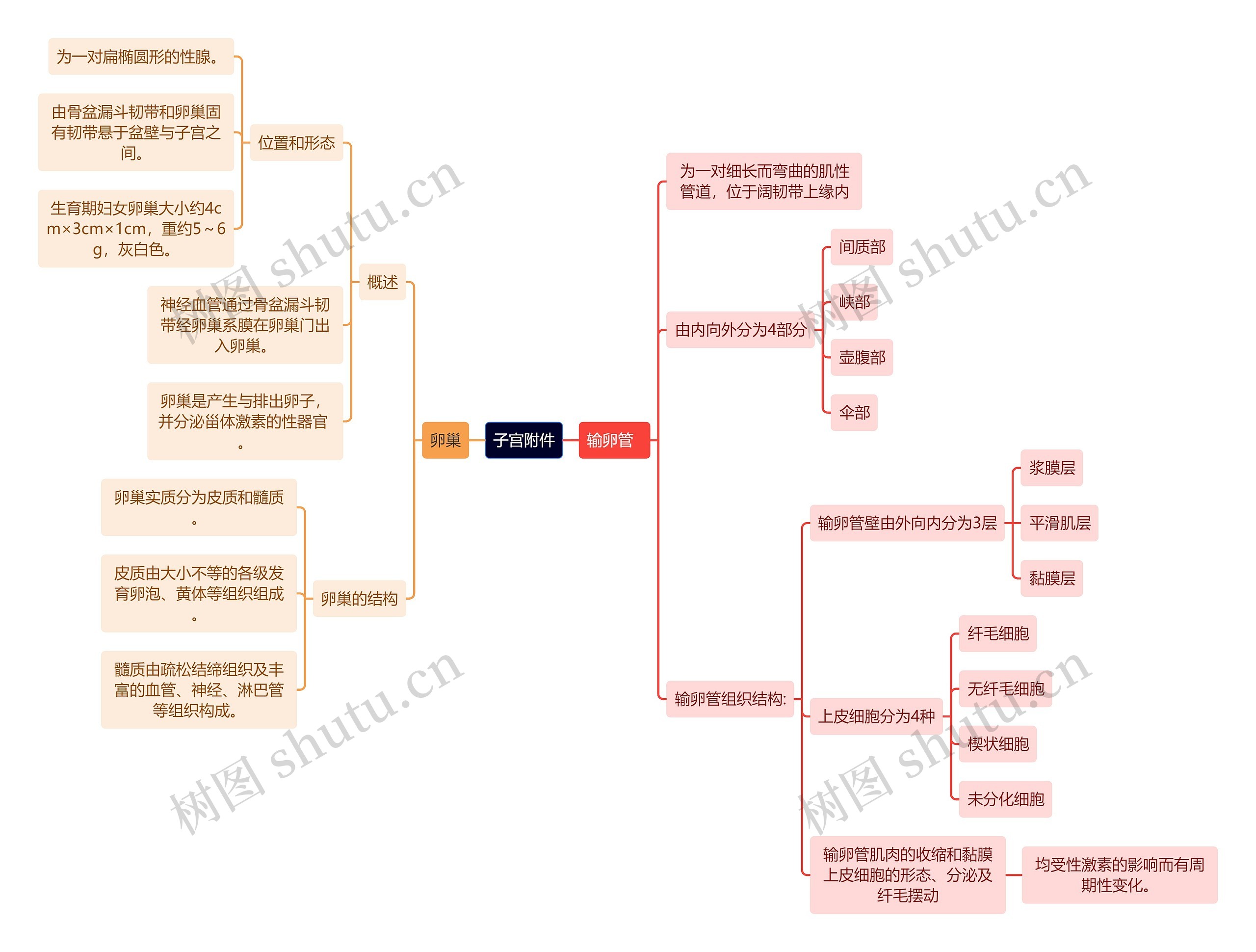 医学知识子宫附件思维导图