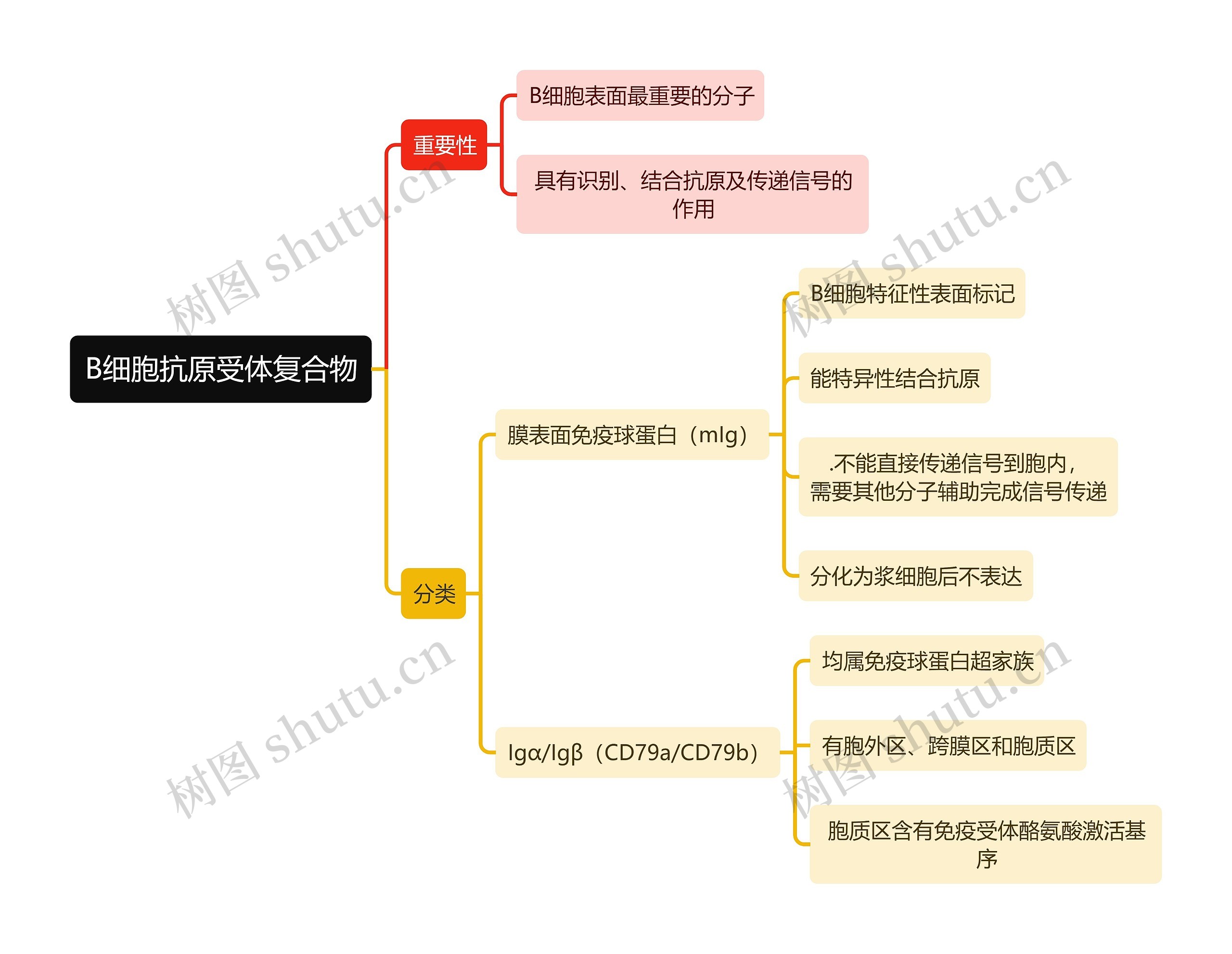 医学知识B细胞抗原受体复合物思维导图