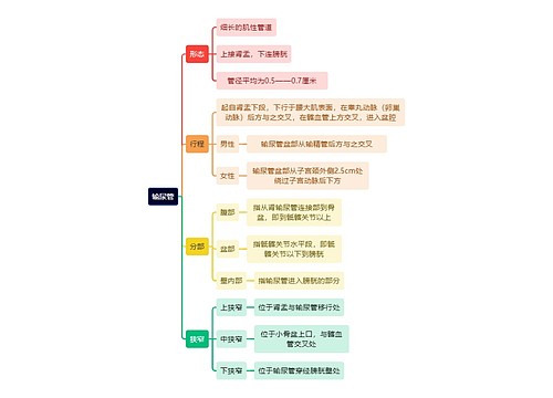 解剖学知识输尿管思维导图