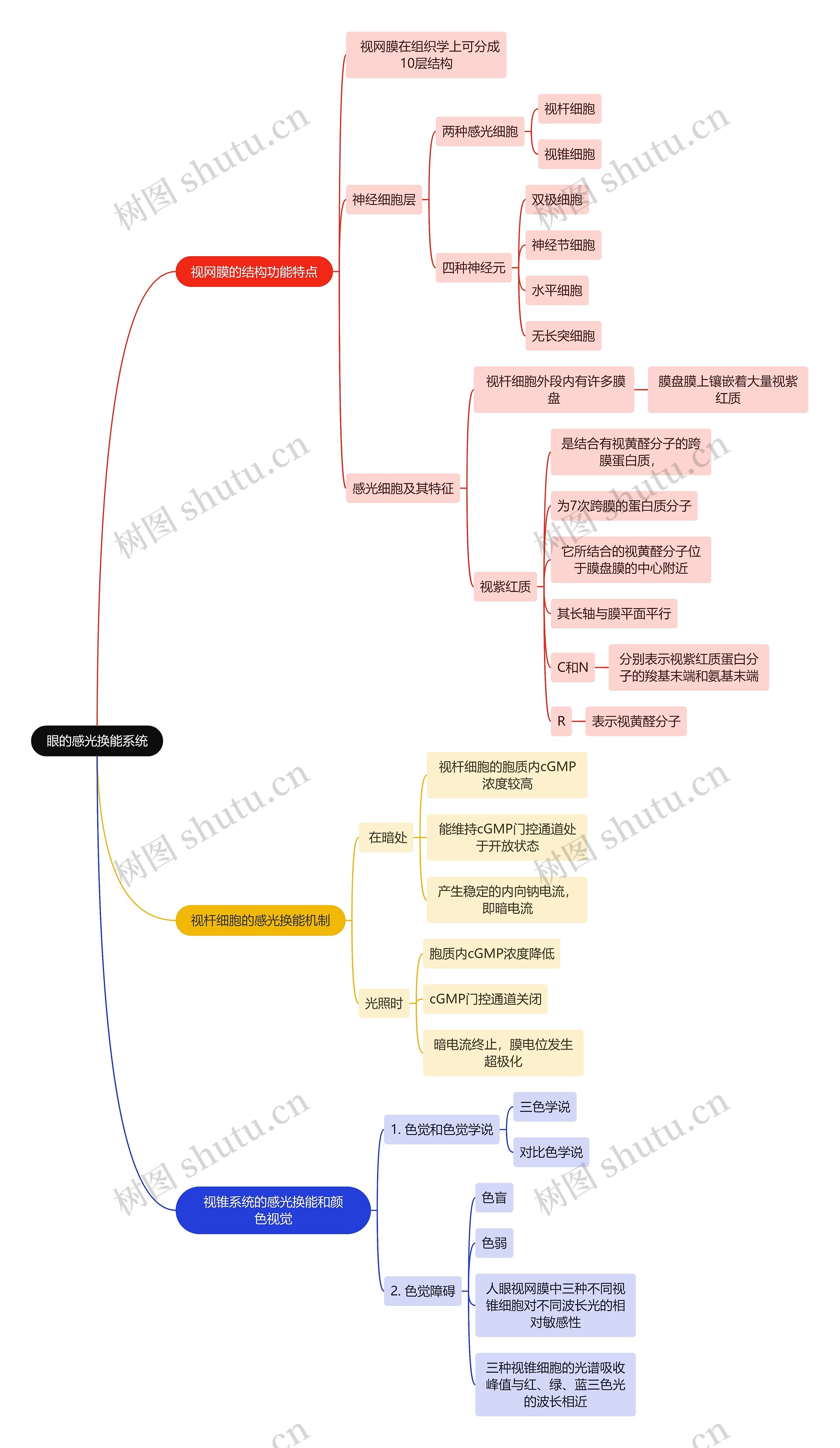医学知识眼的感光换能系统思维导图