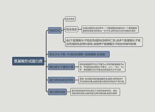 氨基酸形成蛋白质的思维导图