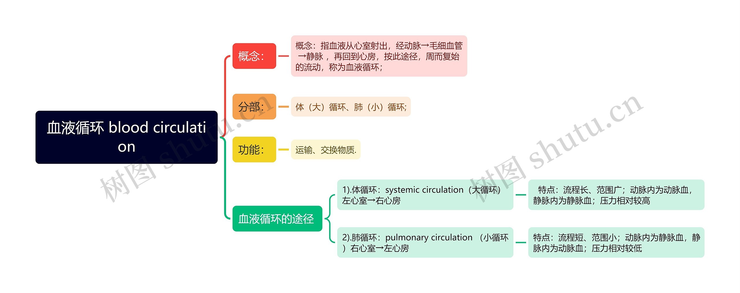 血液循环 blood circulation思维导图