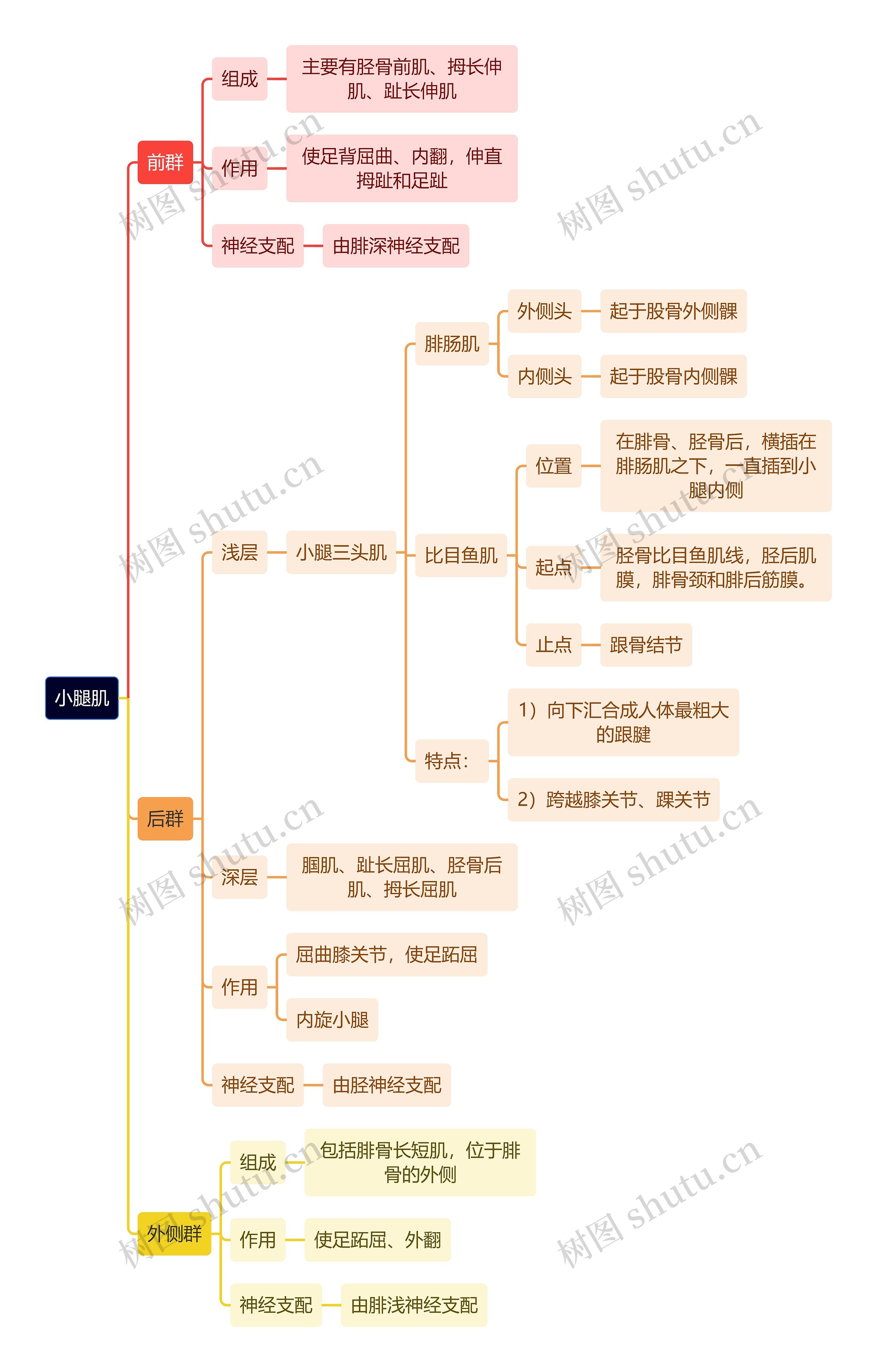 解剖学知识小腿肌思维导图