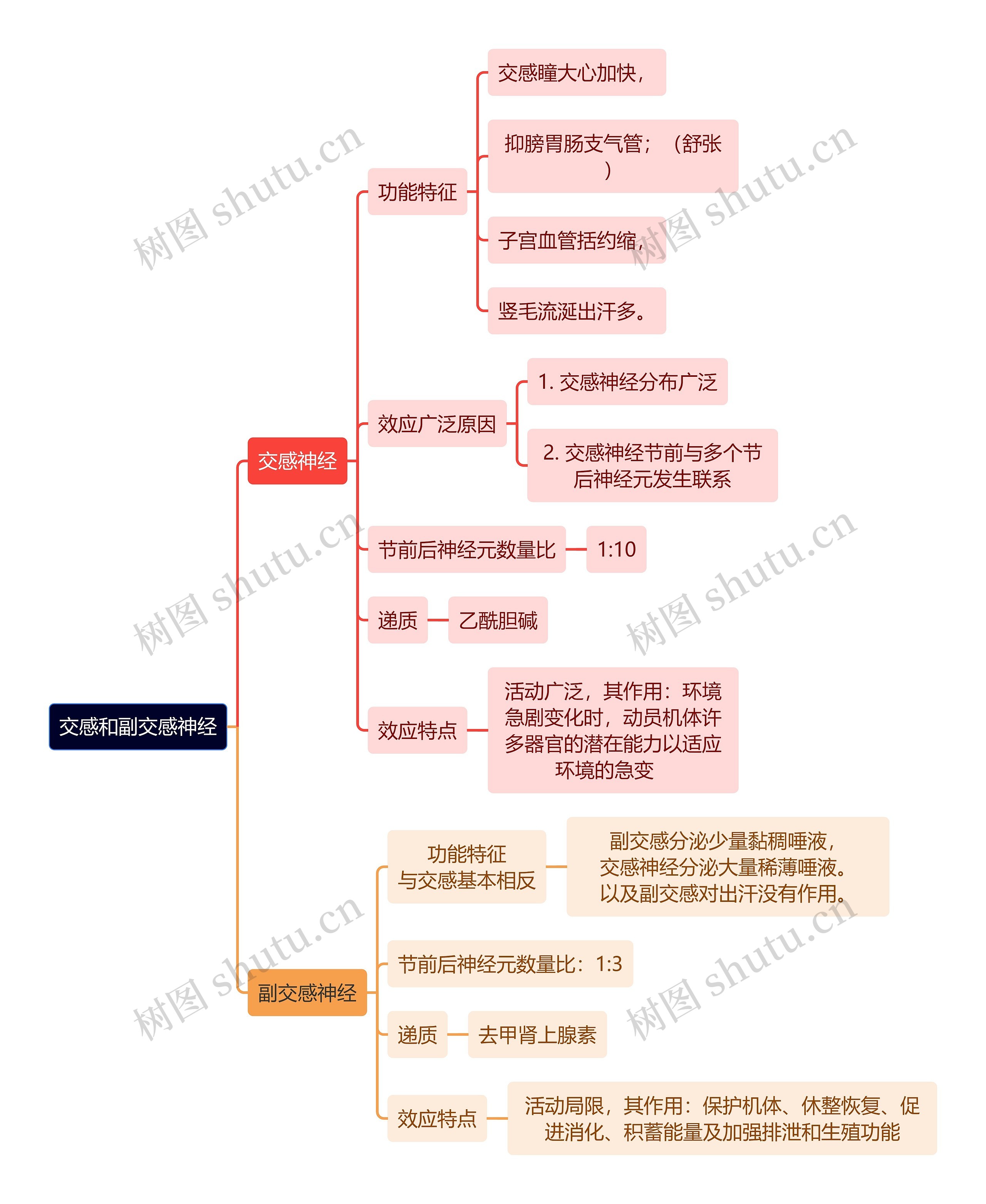 医学知识交感和副交感神经思维导图