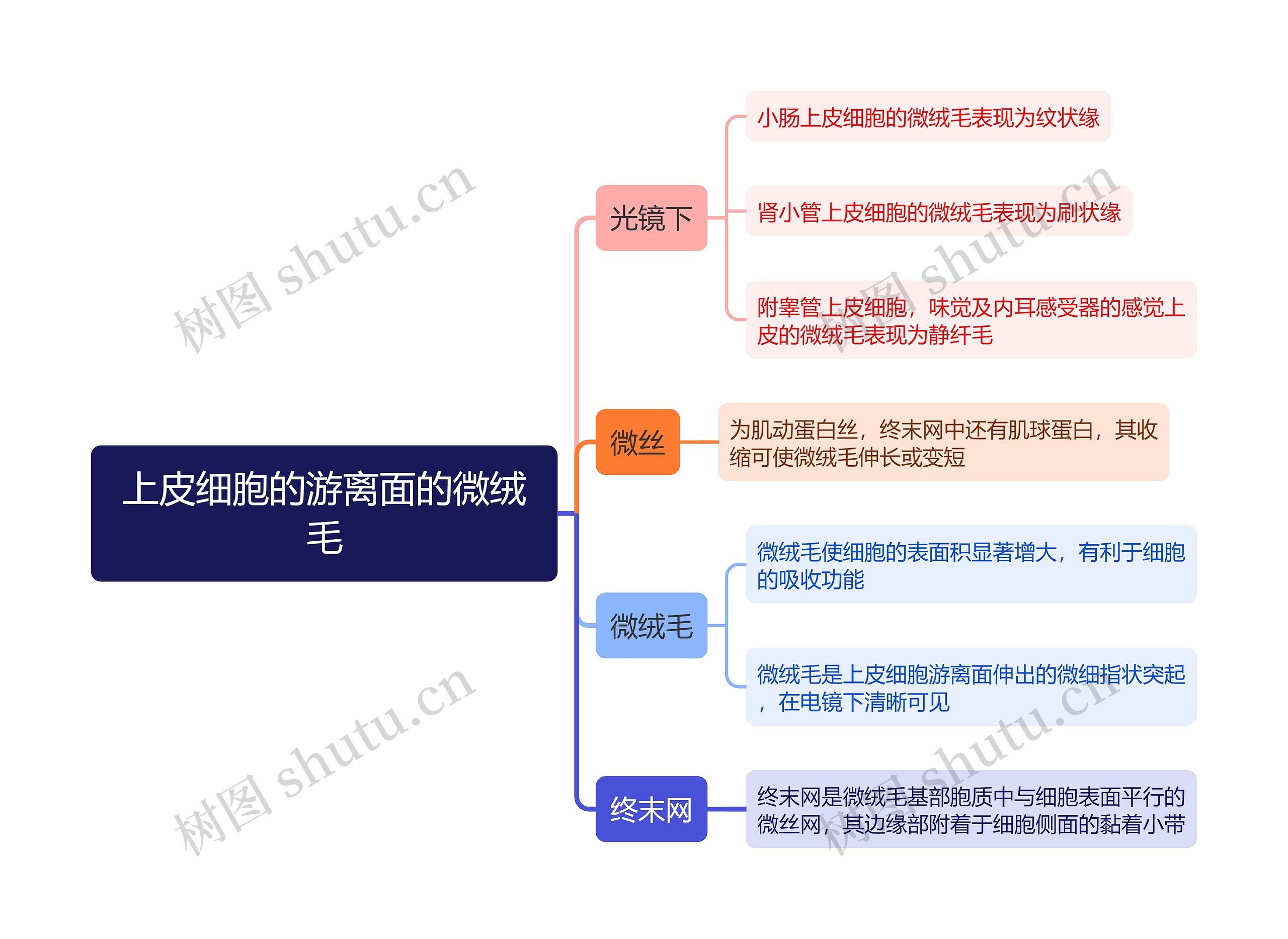 医学知识上皮细胞的游离面的微绒毛思维导图