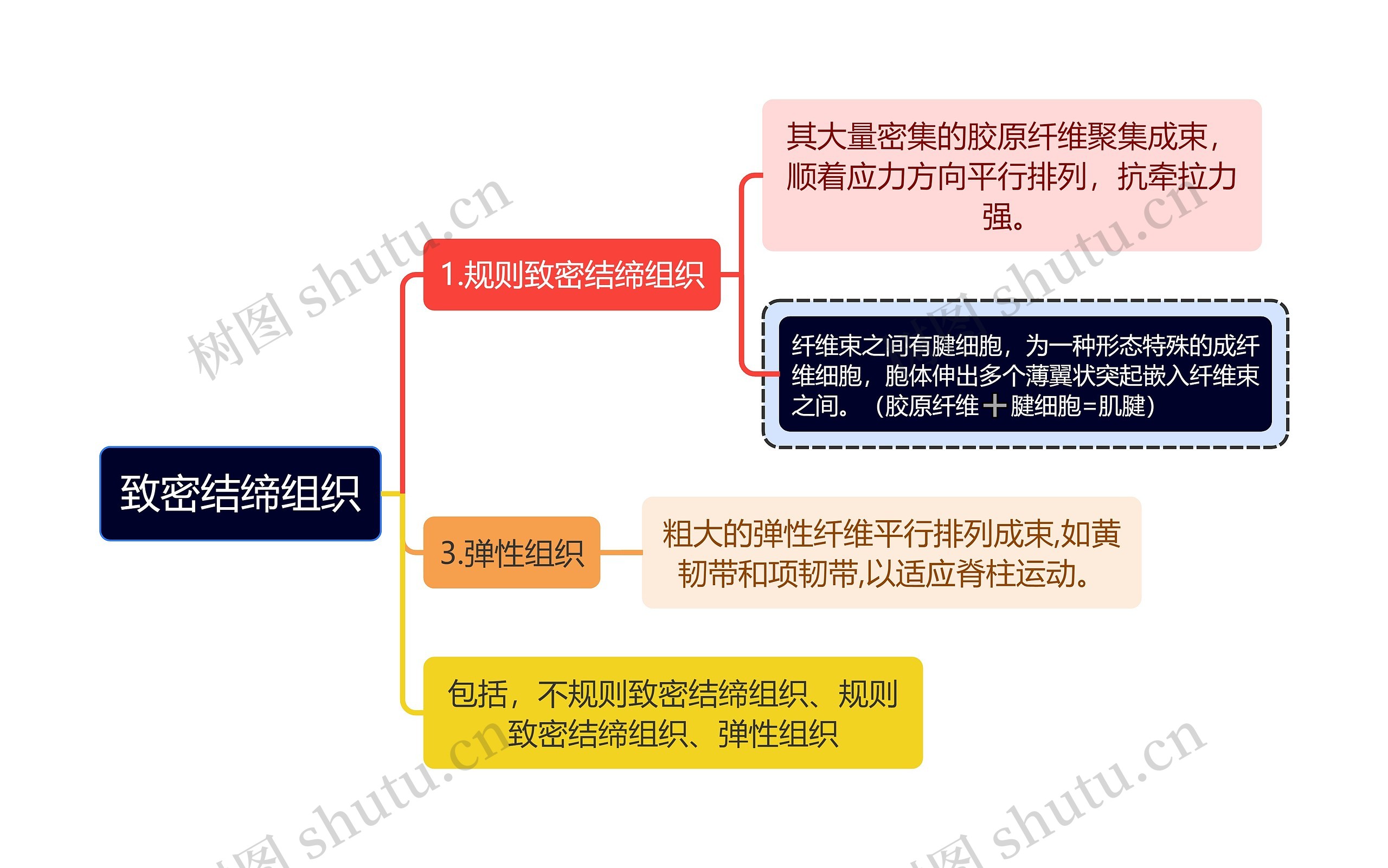 医学知识致密结缔组织思维导图