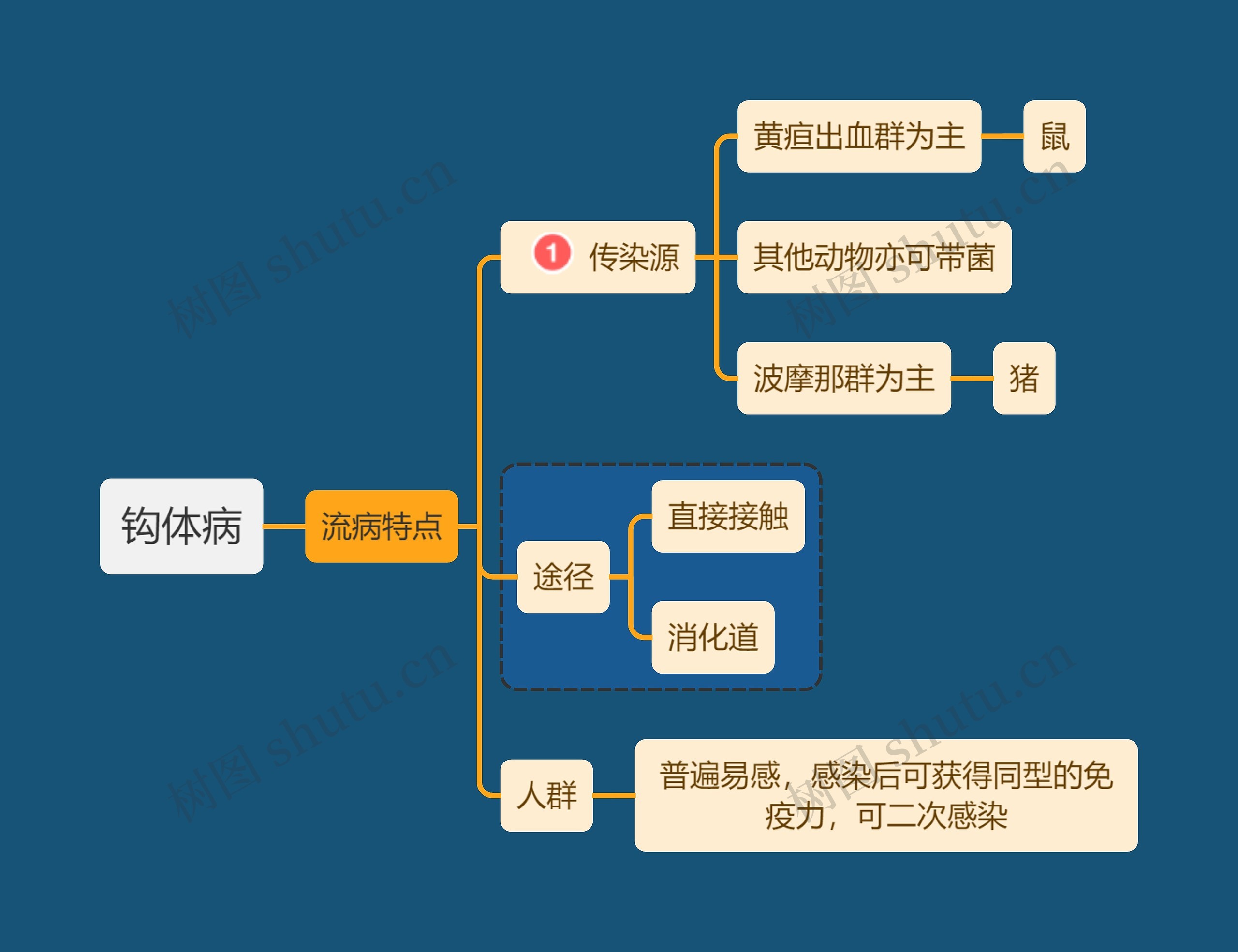 医学知识钩体病流病特点思维导图