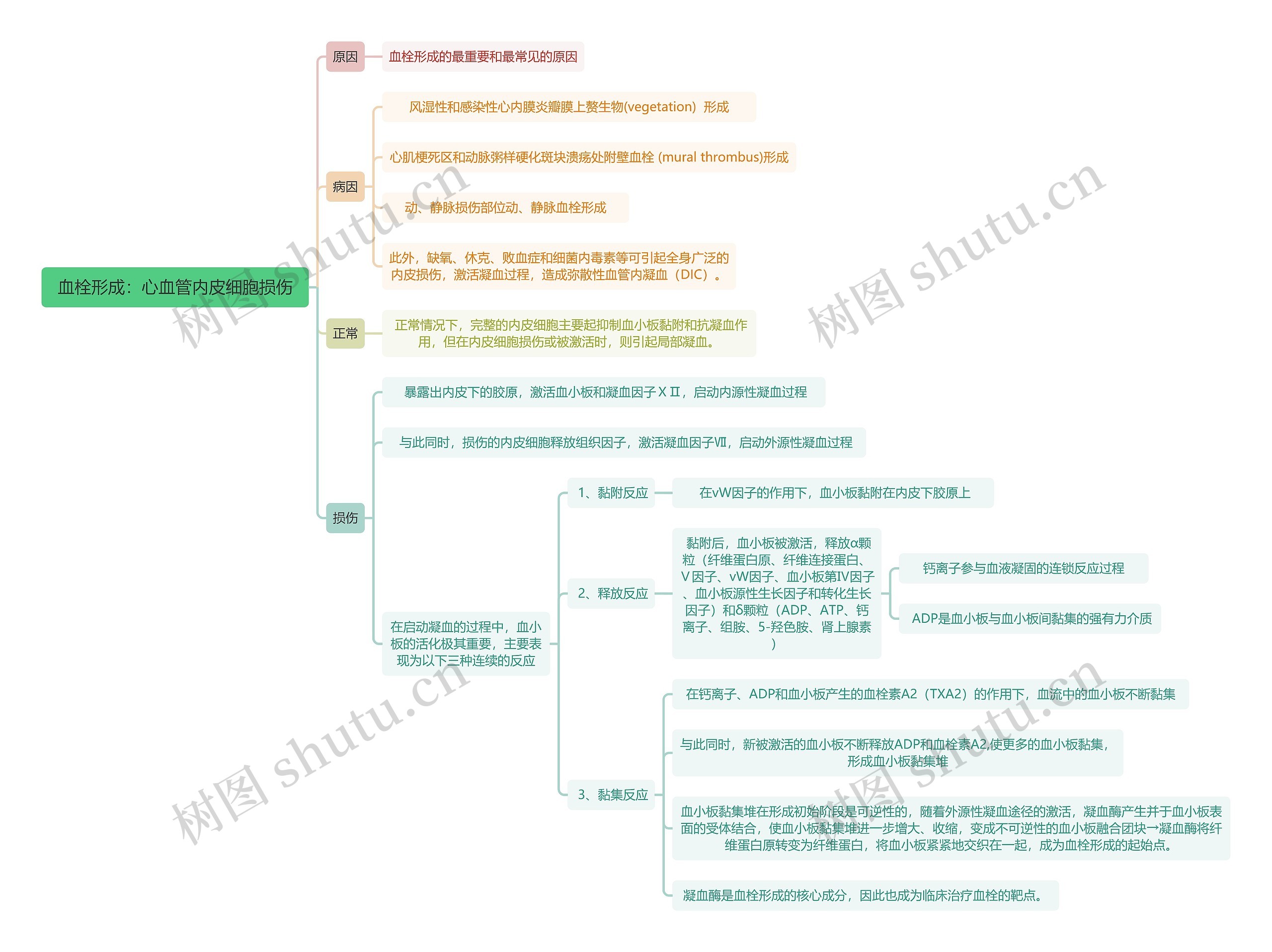 血栓形成：心血管内皮细胞损伤思维导图