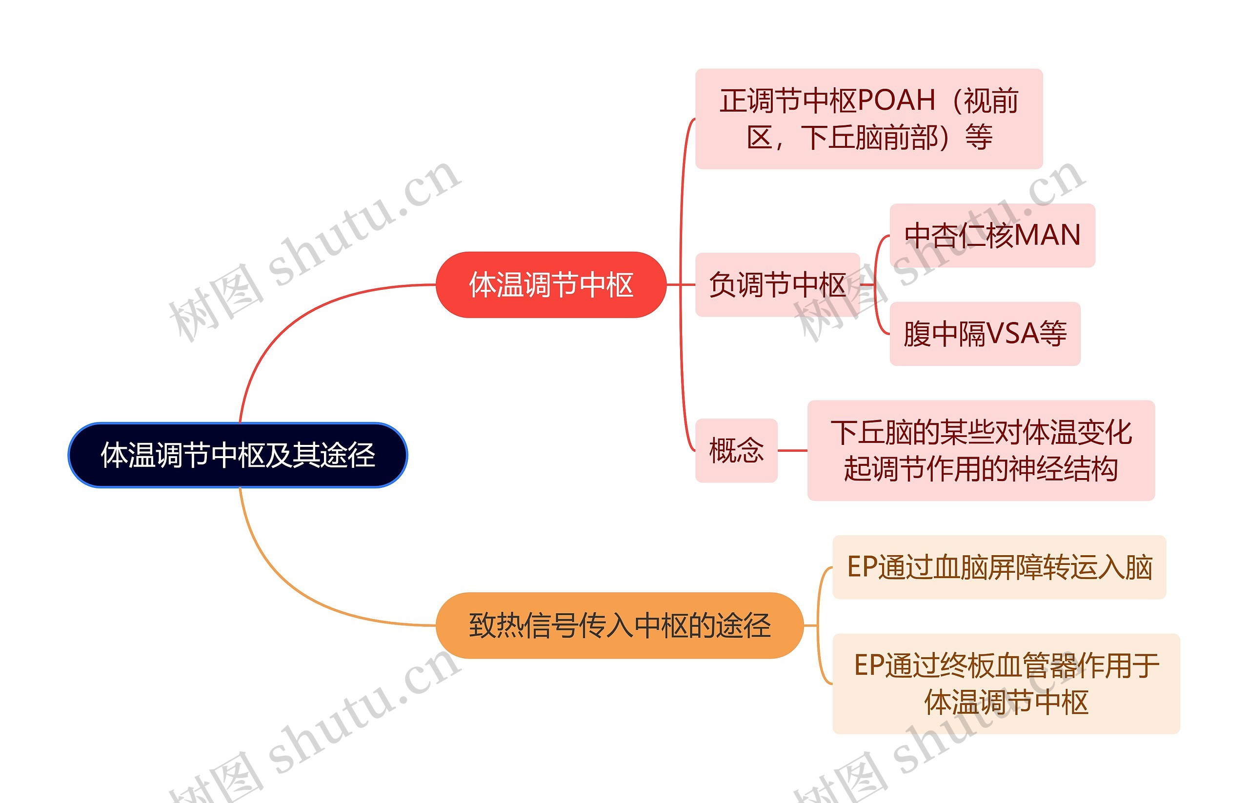 医学知识体温调节中枢及其途径思维导图