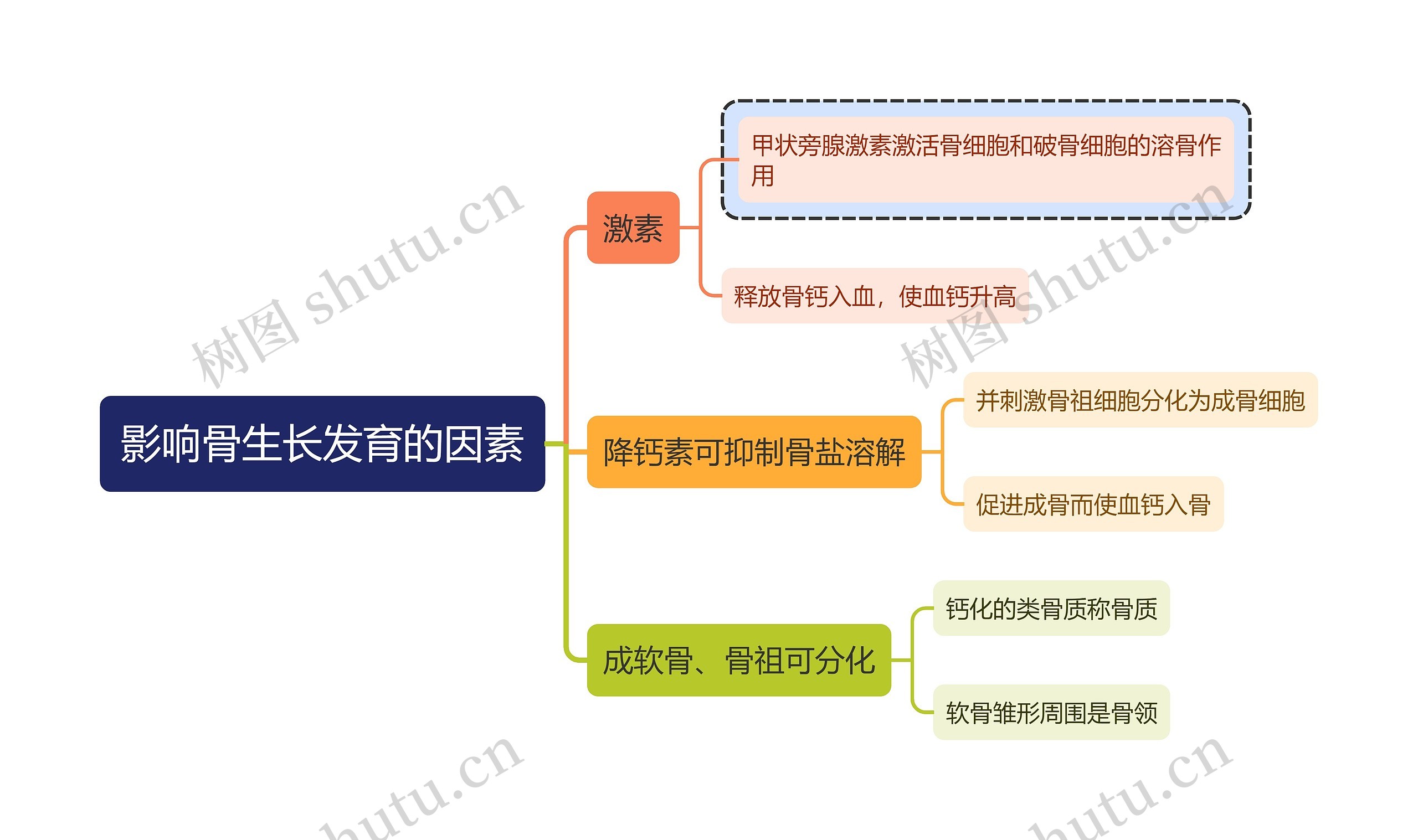 医学知识影响骨生长发育的因素思维导图