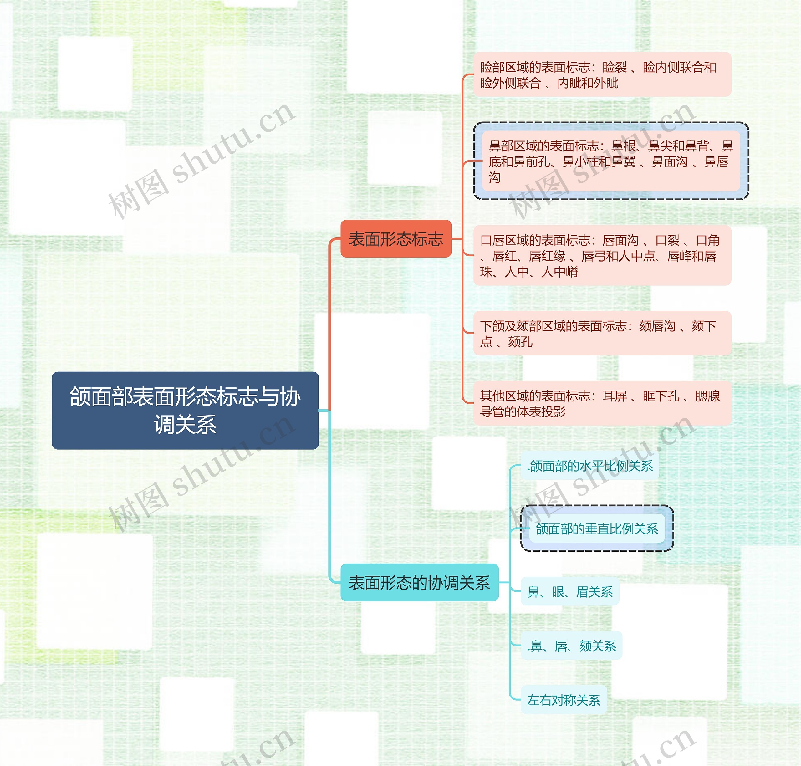 医学知识颌面部表面形态标志与协调关系思维导图