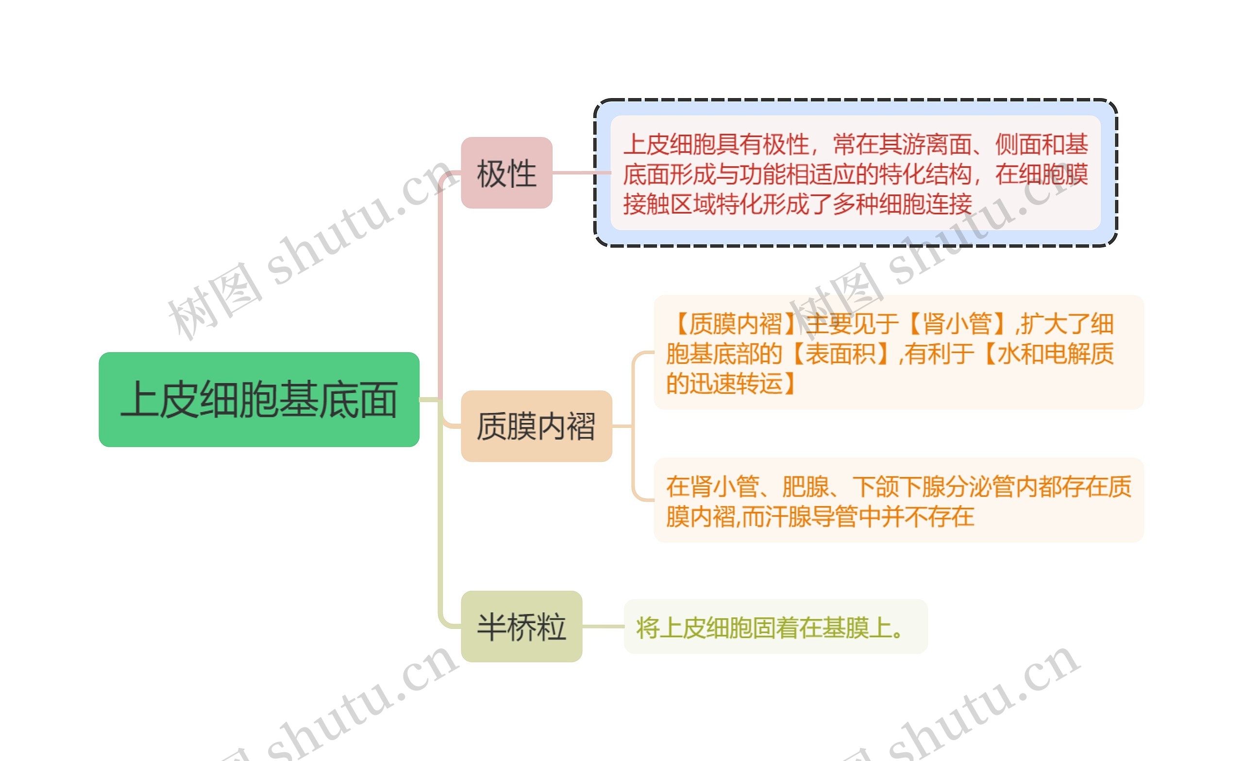 医学知识质膜内褶思维导图