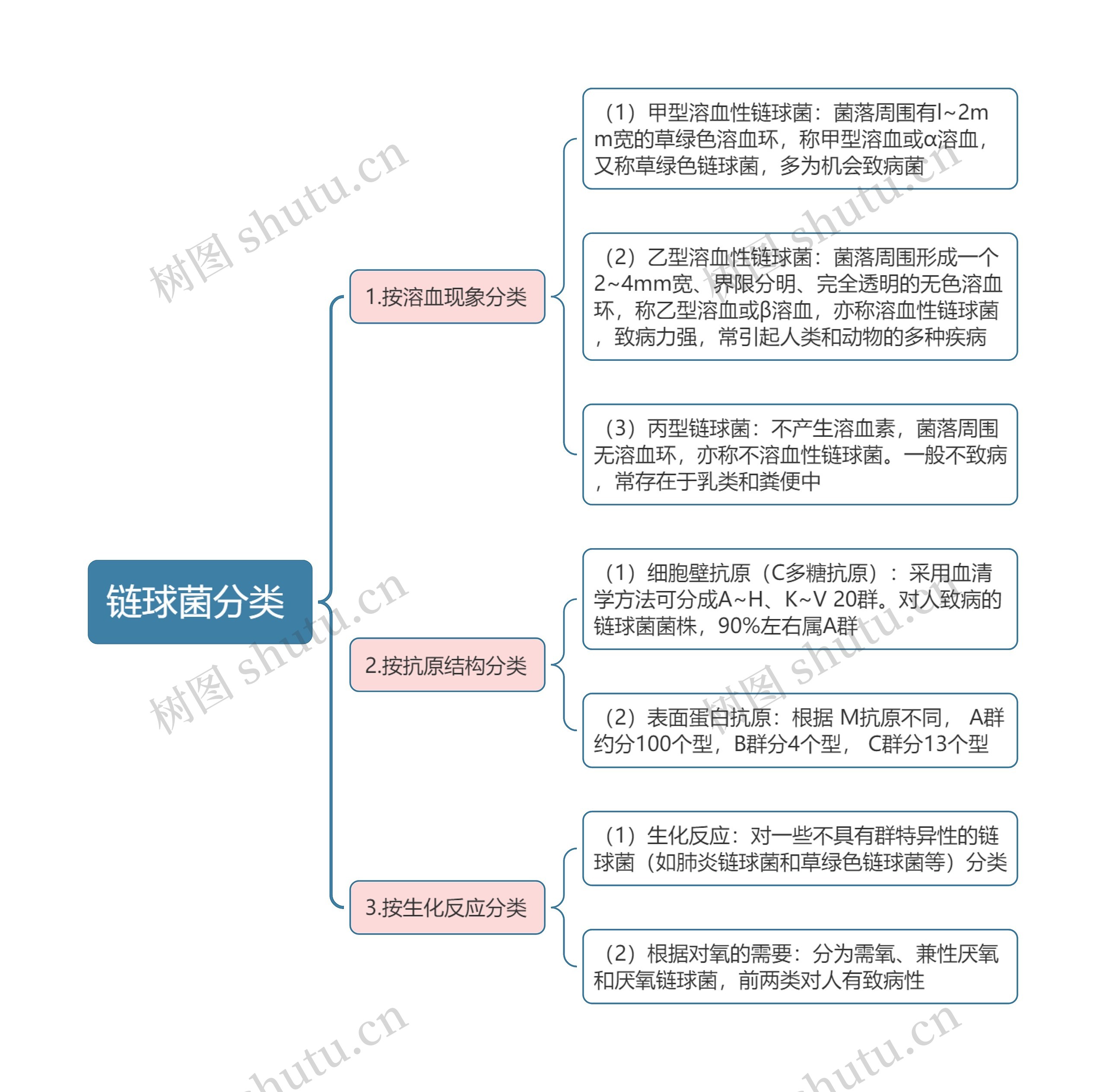 链球菌分类思维导图