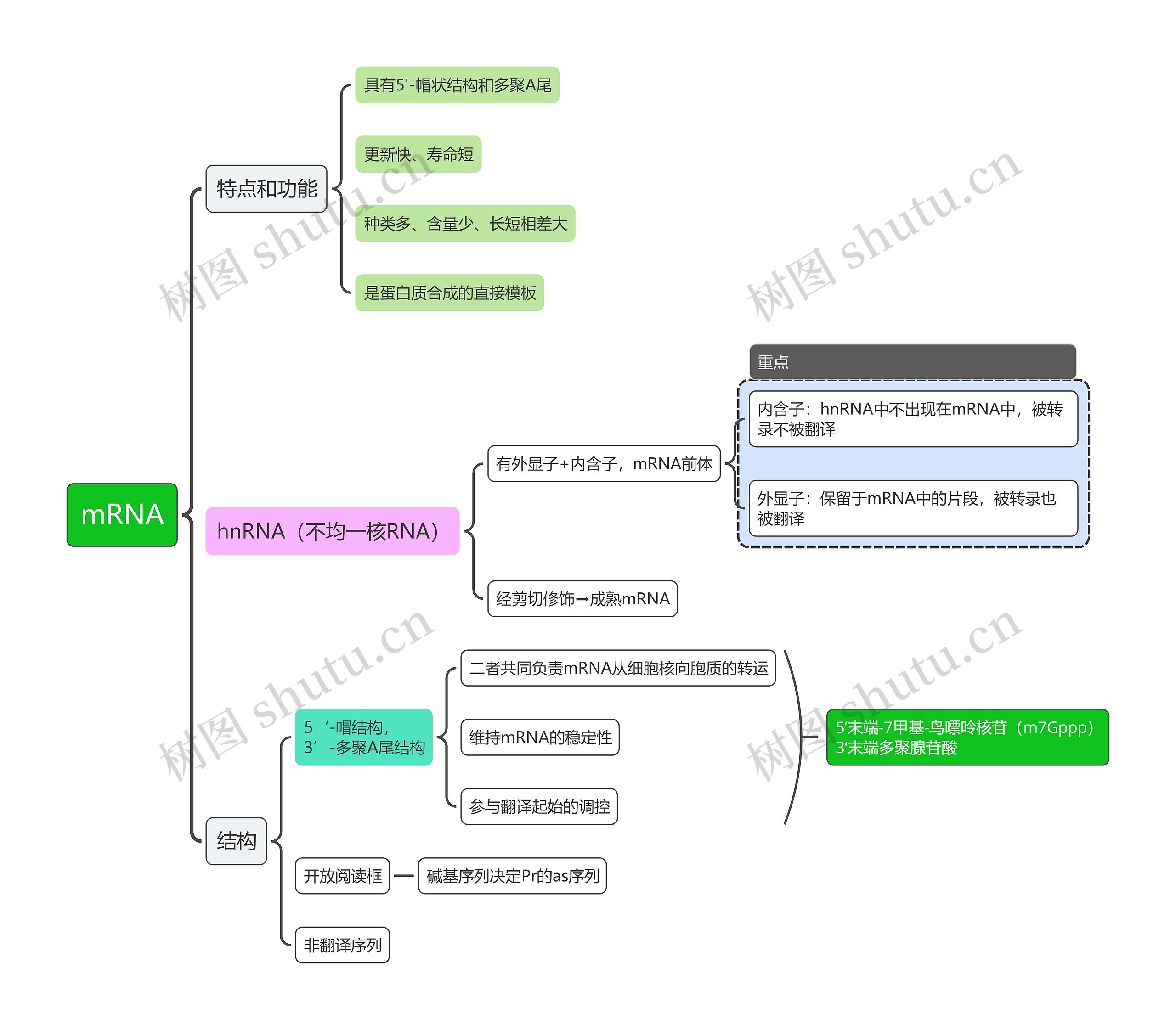 生化-mRNA思维导图