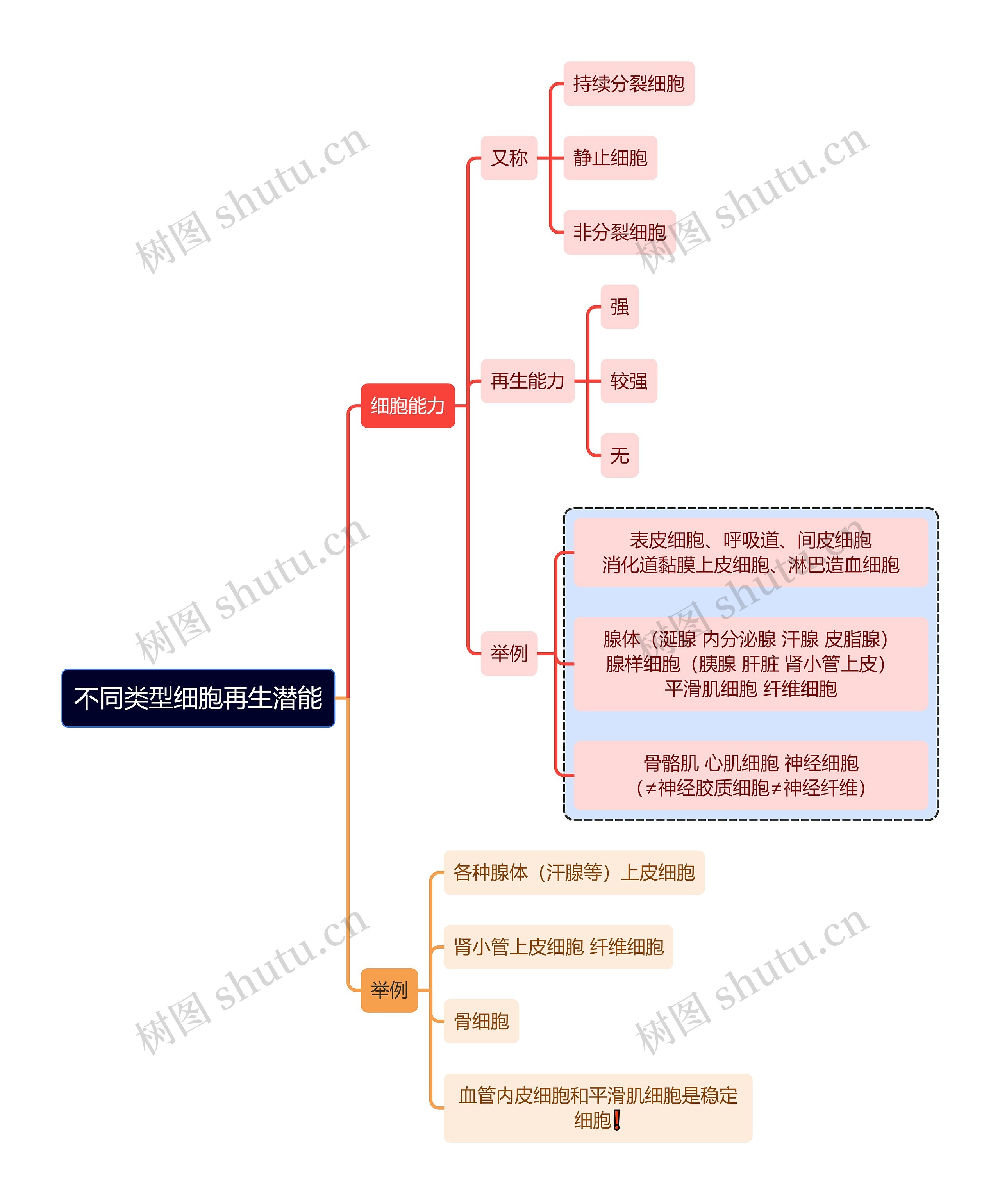 医学知识不同类型细胞再生潜能思维导图