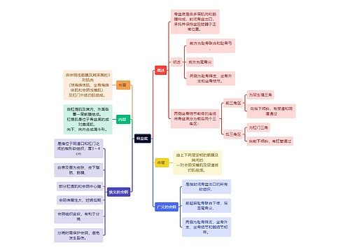 医学知识骨盆底 思维导图