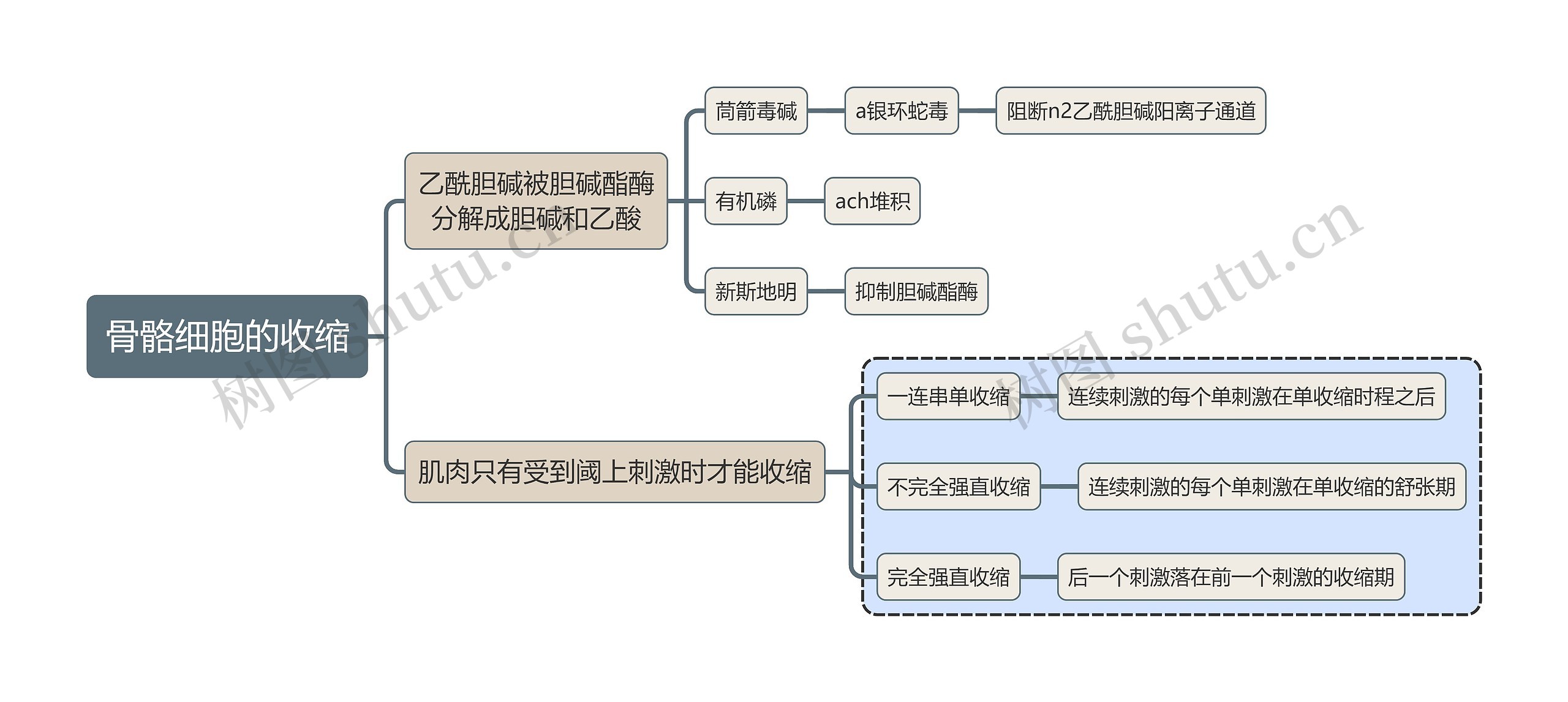 医学知识骨骼细胞的收缩思维导图高清图 医学知识骨骼细胞的收缩思维导图