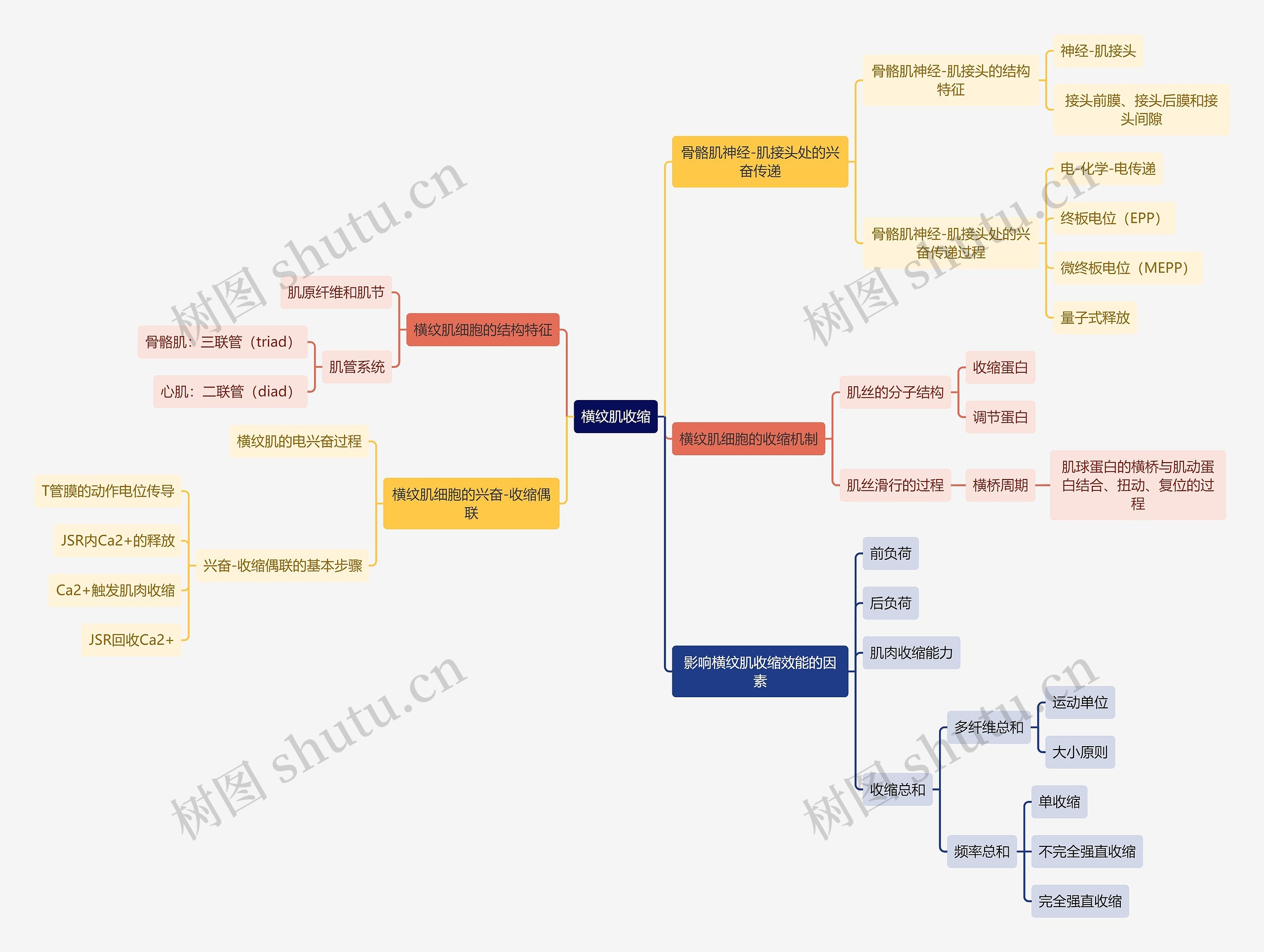 医学知识横纹肌收缩思维导图