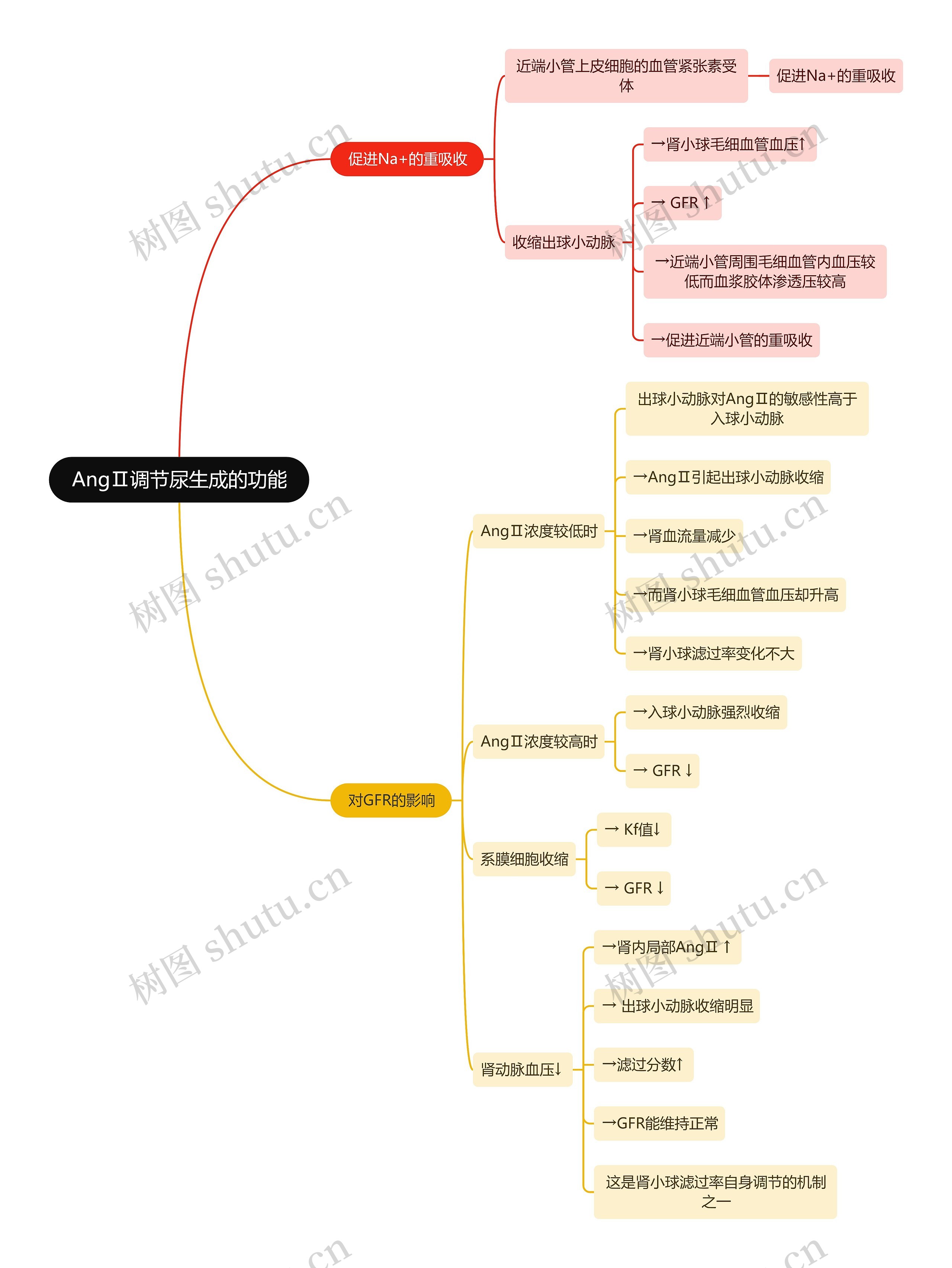 医学知识AngⅡ调节尿生成的功能思维导图