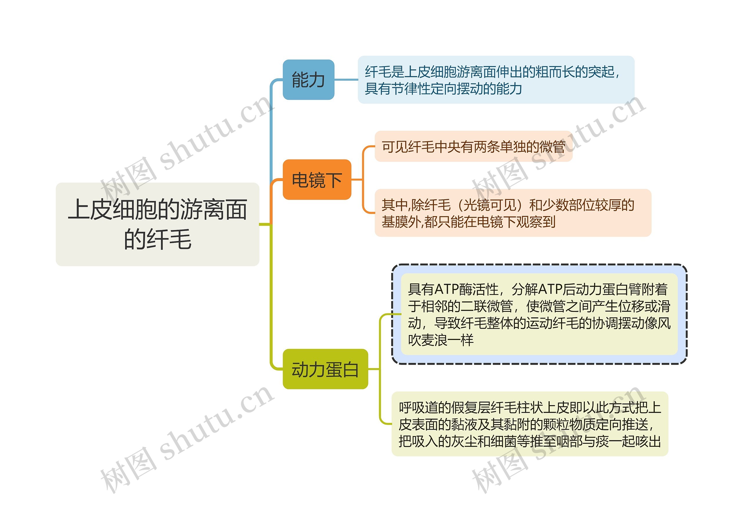 医学知识上皮细胞的游离面的纤毛思维导图