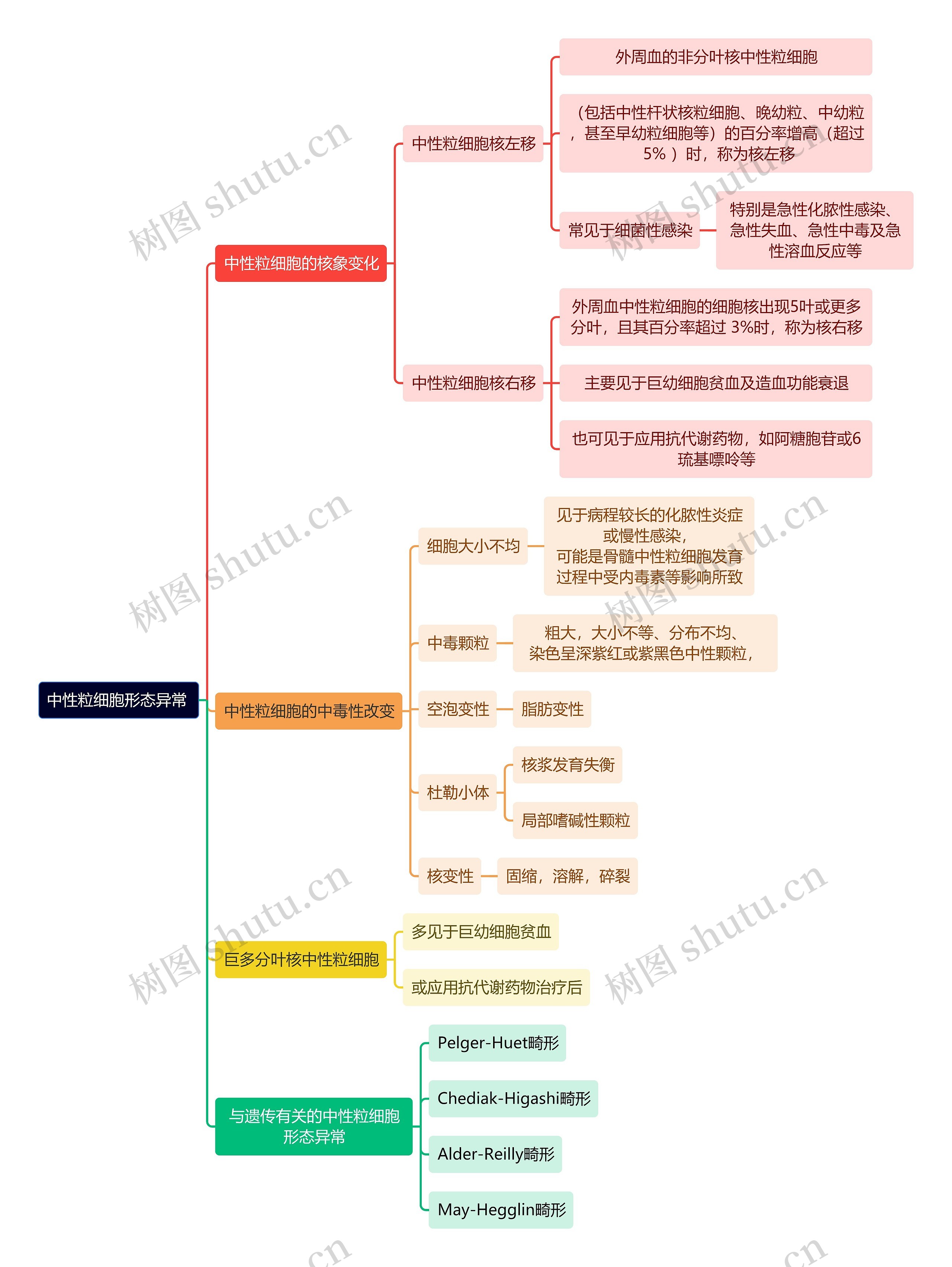 医学知识中性粒细胞形态异常思维导图高清图 医学知识中性粒细胞形态异常思维导图