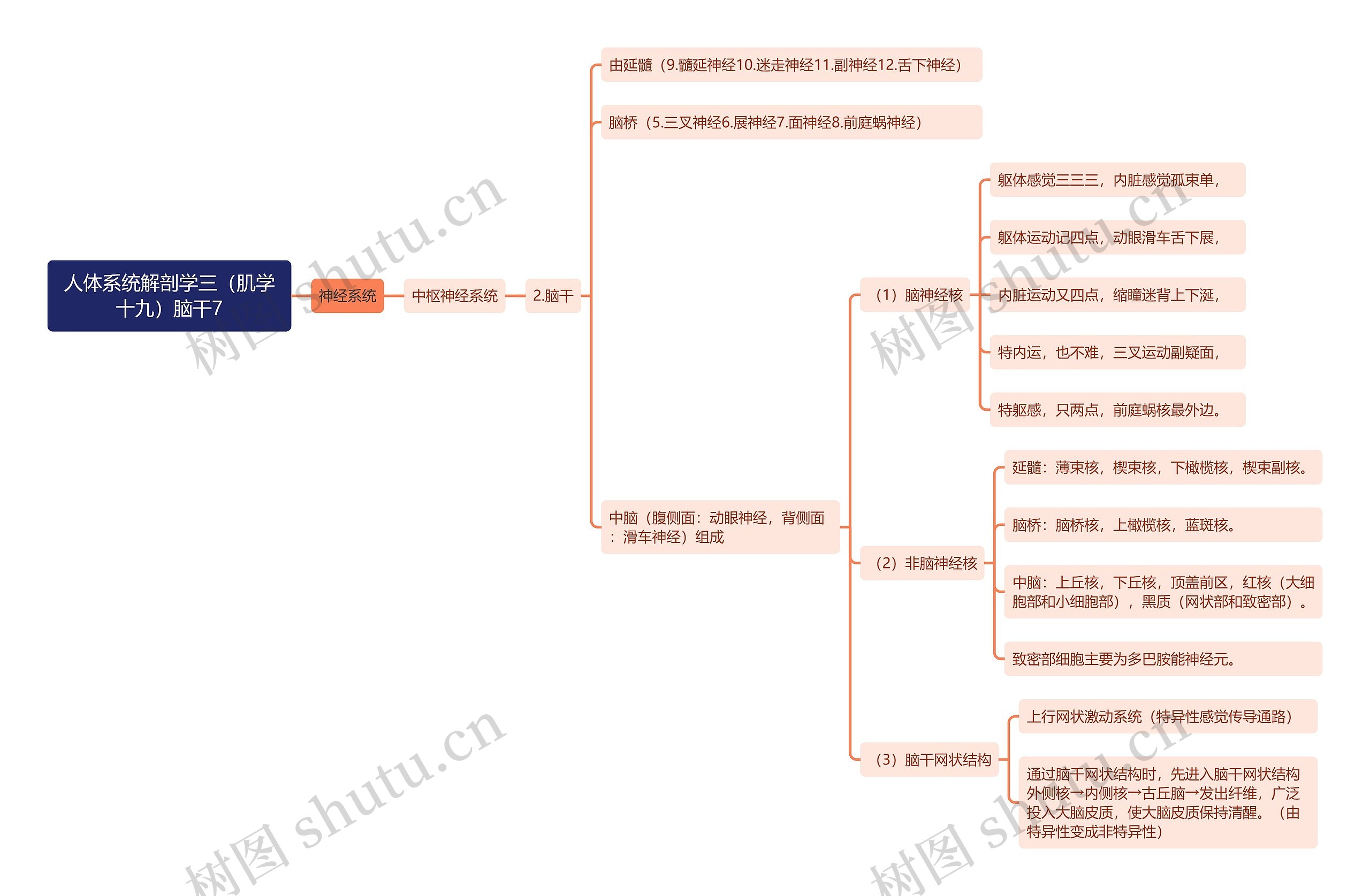 《人体系统解剖学三（肌学十九）脑干7》思维导图