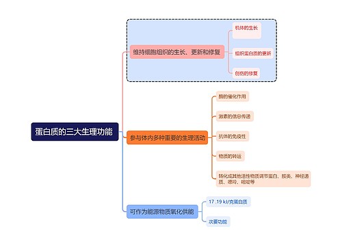 医学知识蛋白质的三大生理功能思维导图