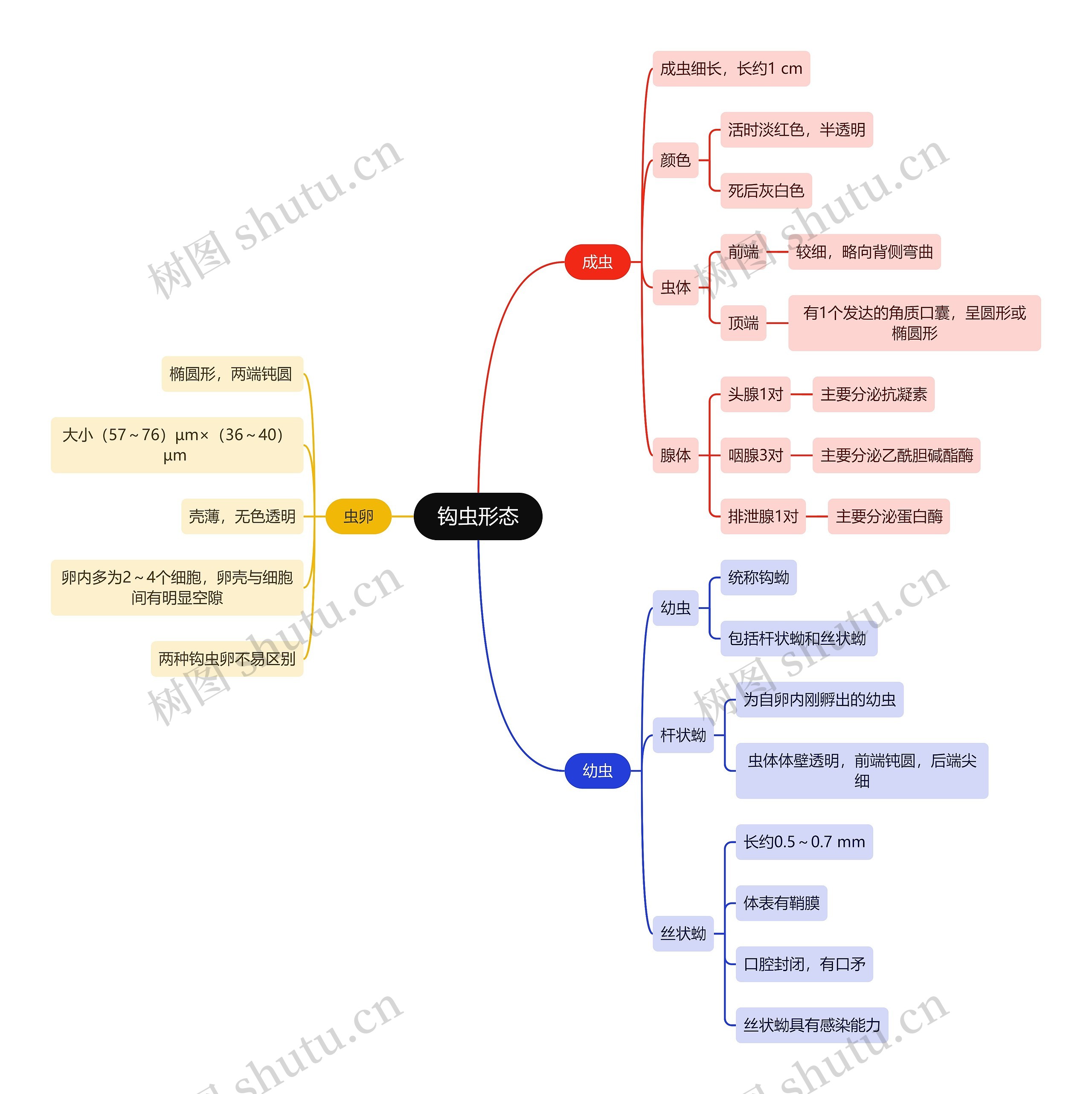 医学知识钩虫形态思维导图