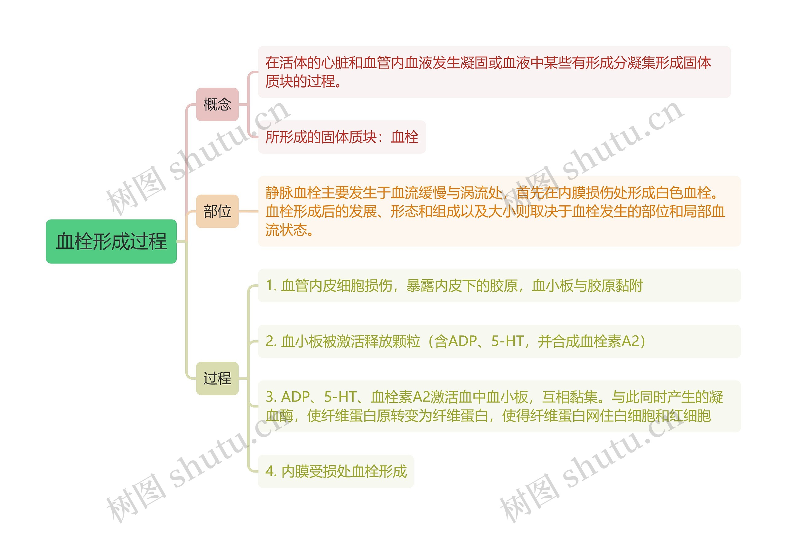 血栓形成过程