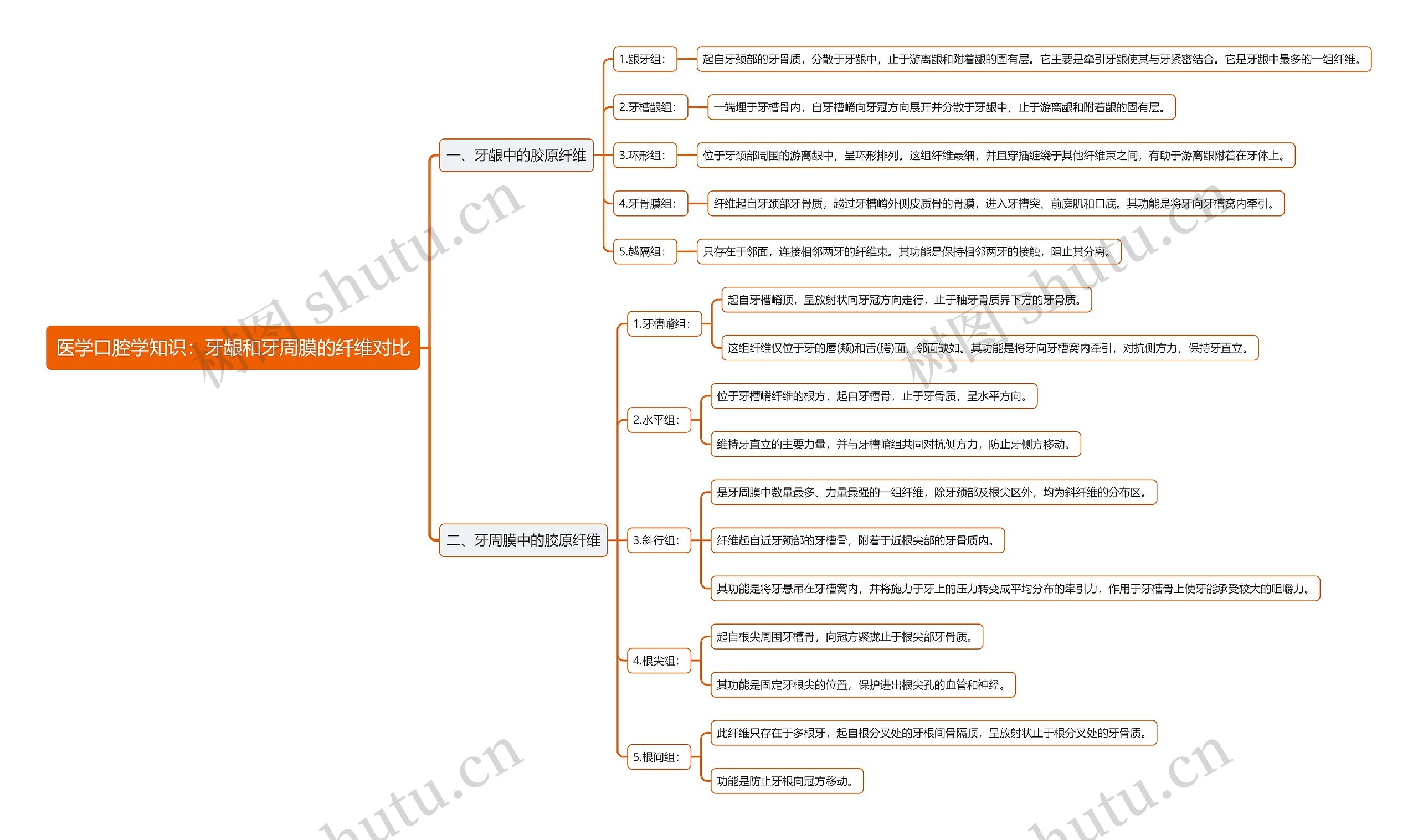 医学口腔学知识：牙龈和牙周膜的纤维对比思维导图