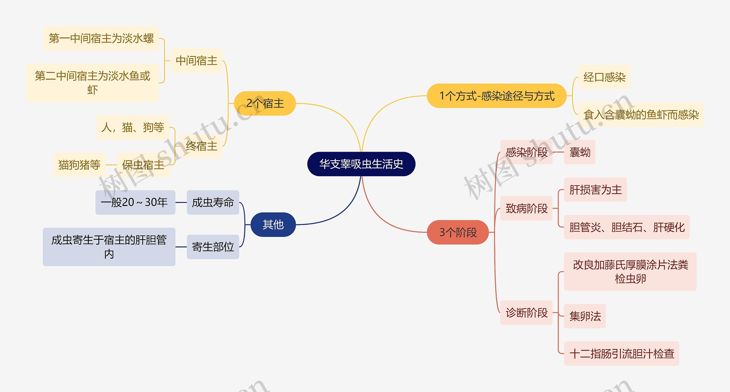 医学知识华支睾吸虫生活史思维导图