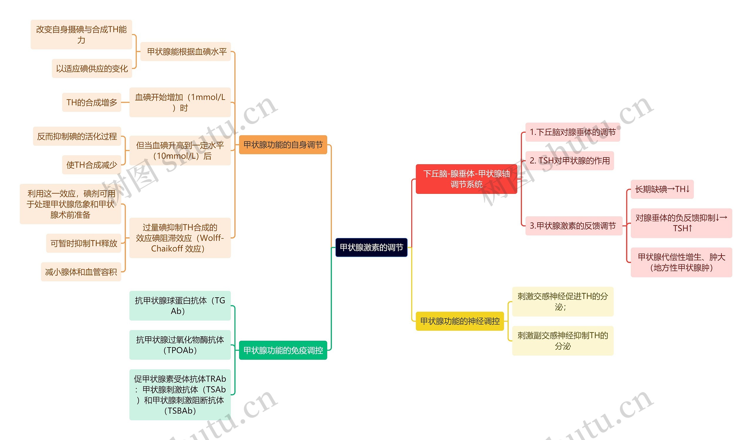 医学知识甲状腺激素的调节思维导图