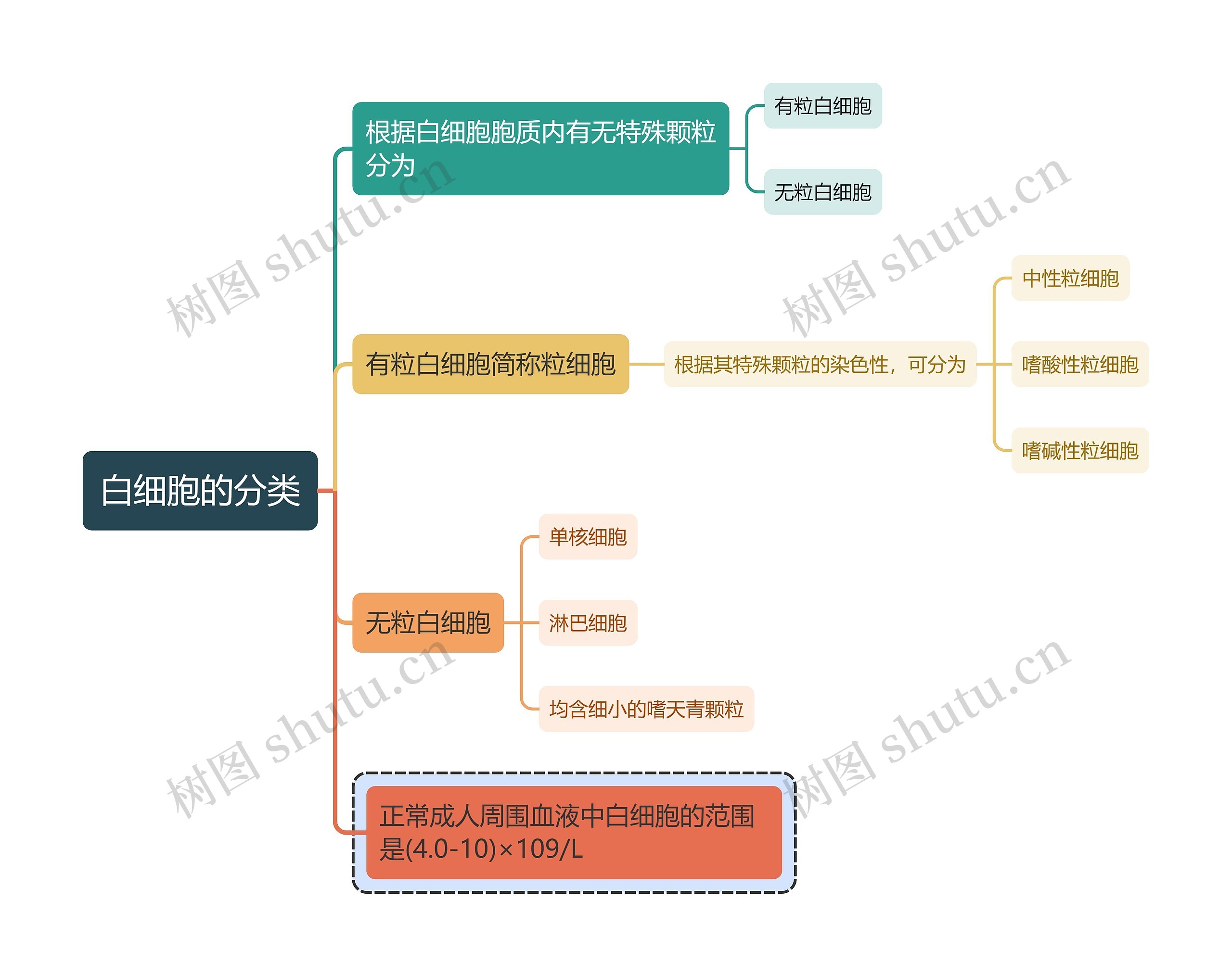 医学知识白细胞的分类思维导图