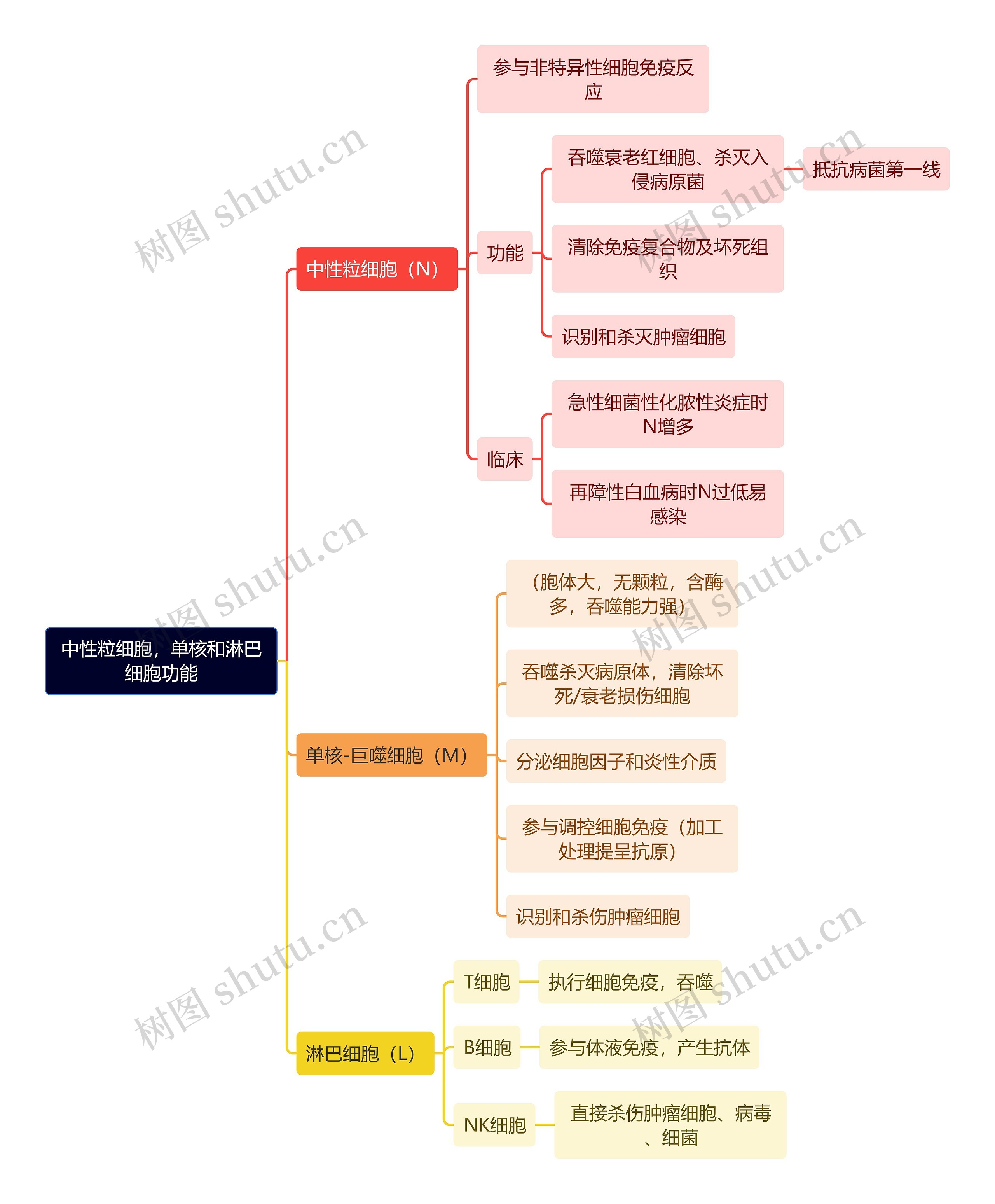 医学知识中性粒细胞，单核和淋巴细胞功能思维导图