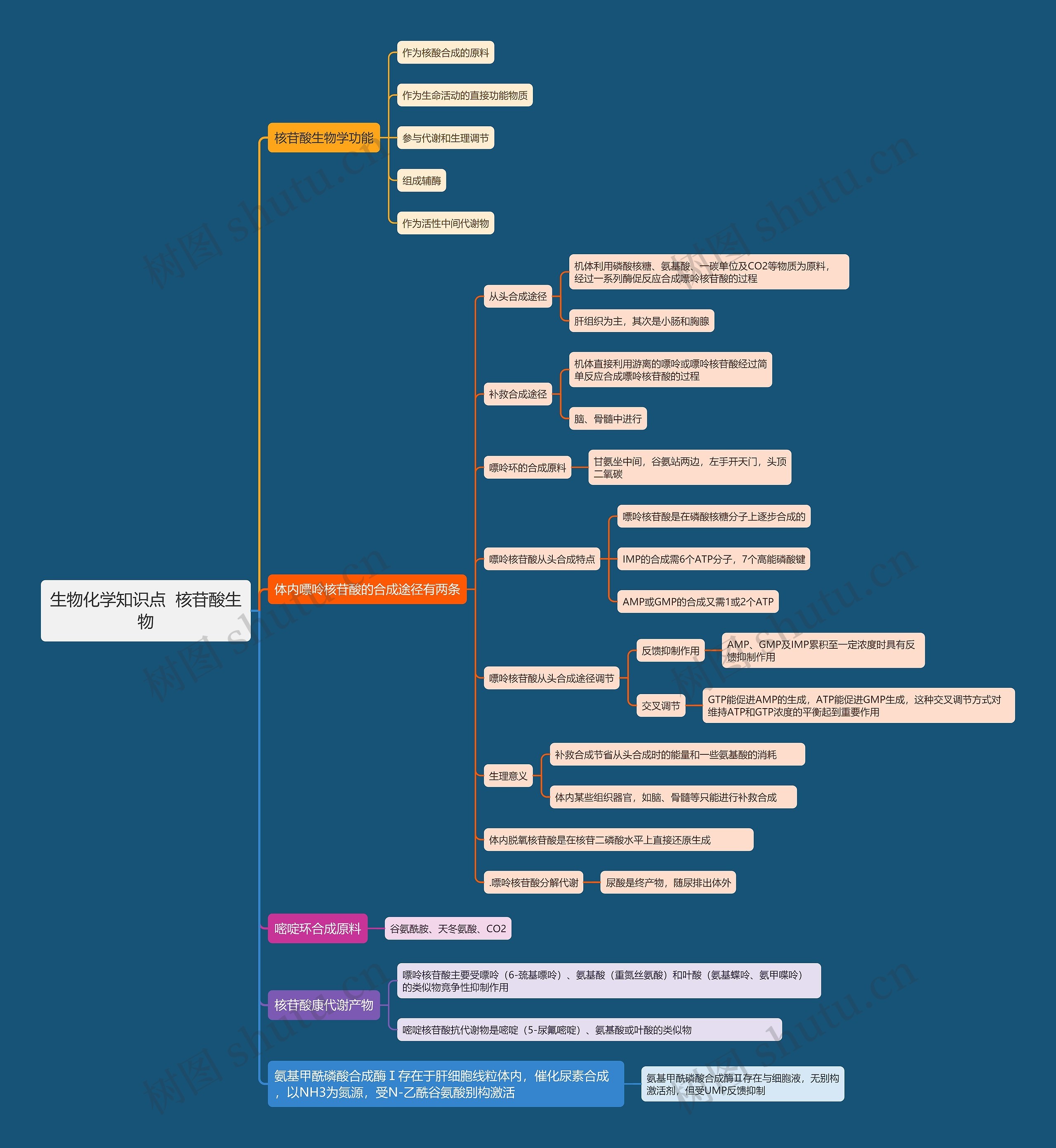 生物化学知识点  核苷酸生物思维导图