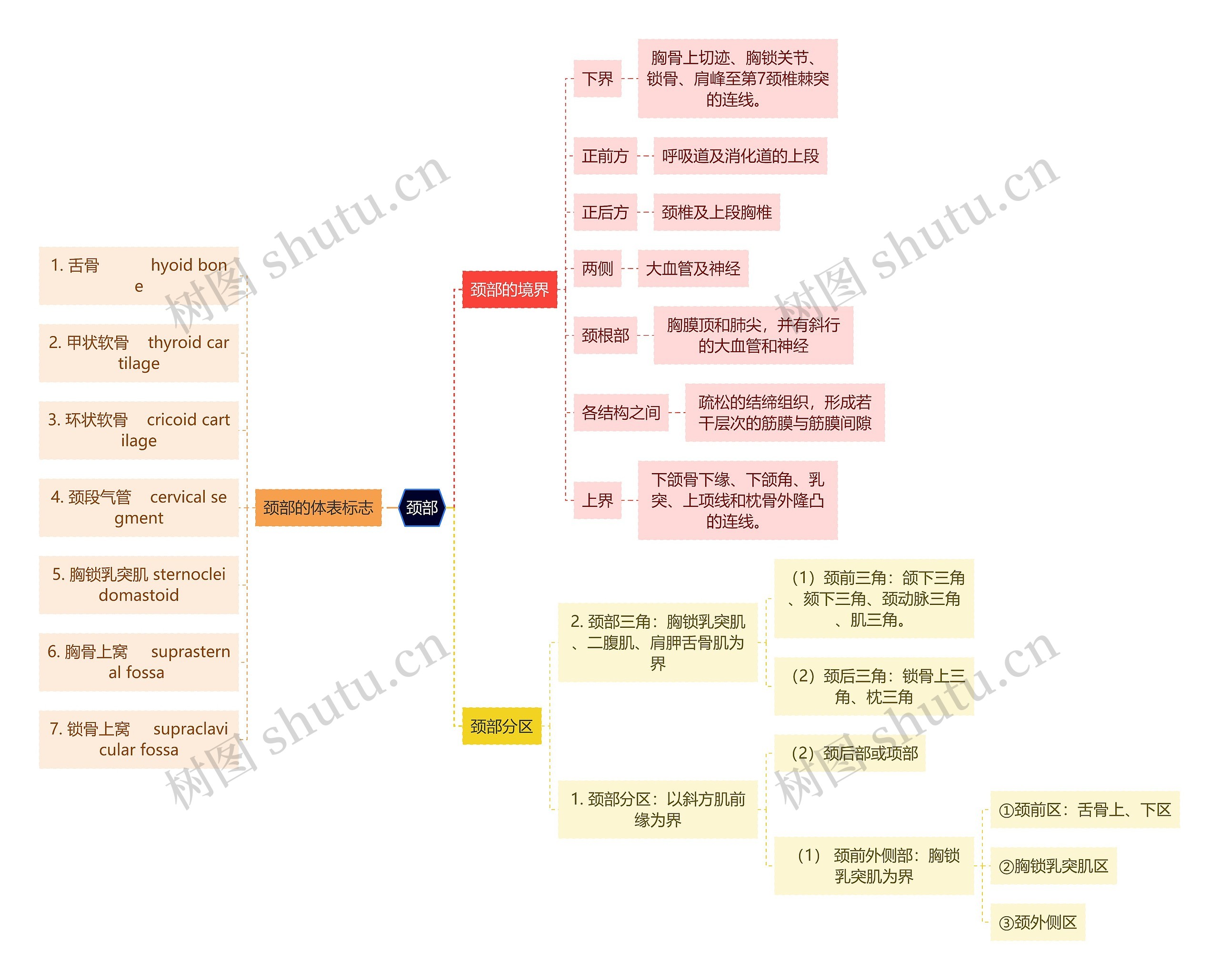 医学知识颈部思维导图