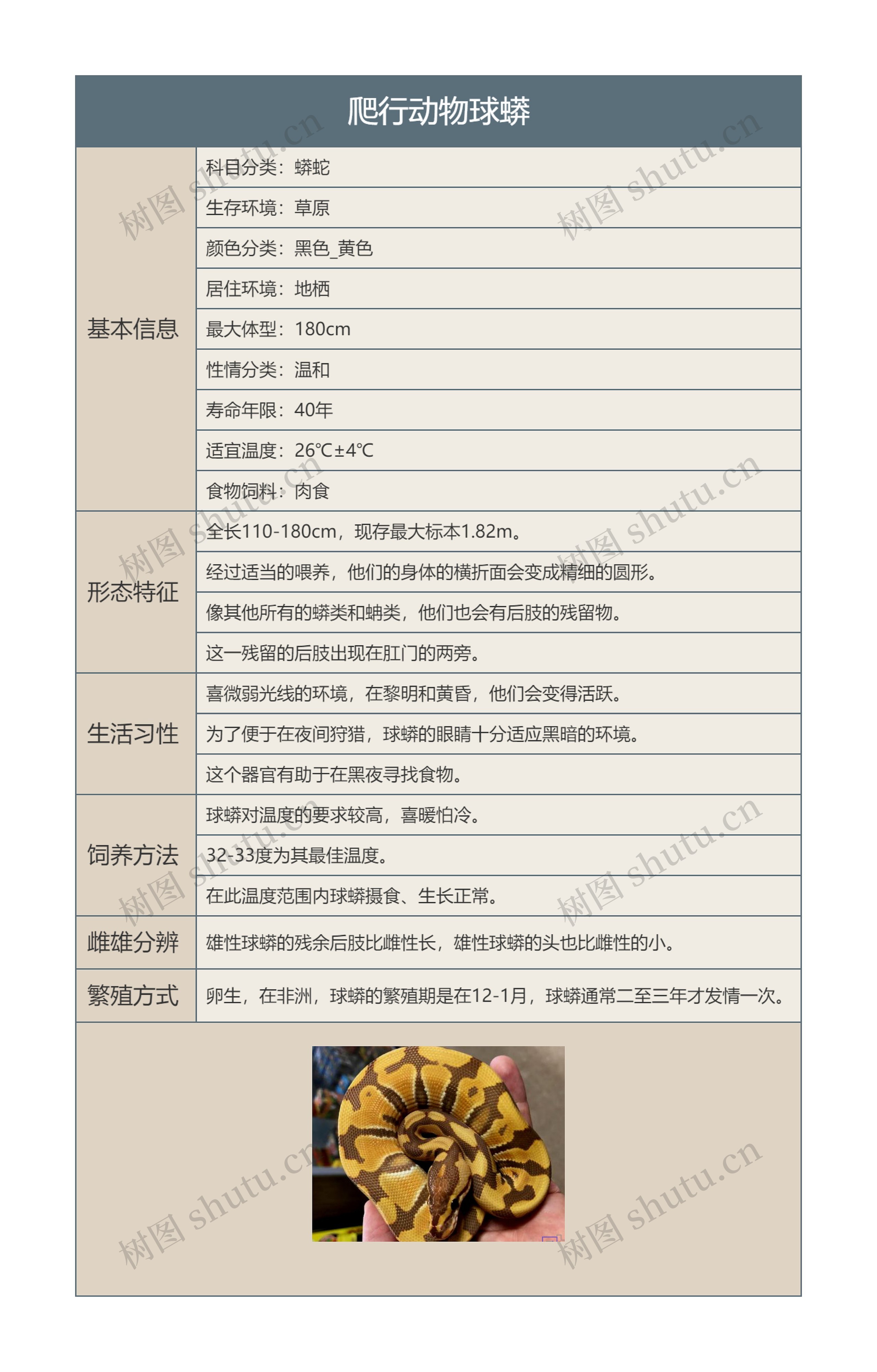 爬行动物球蟒