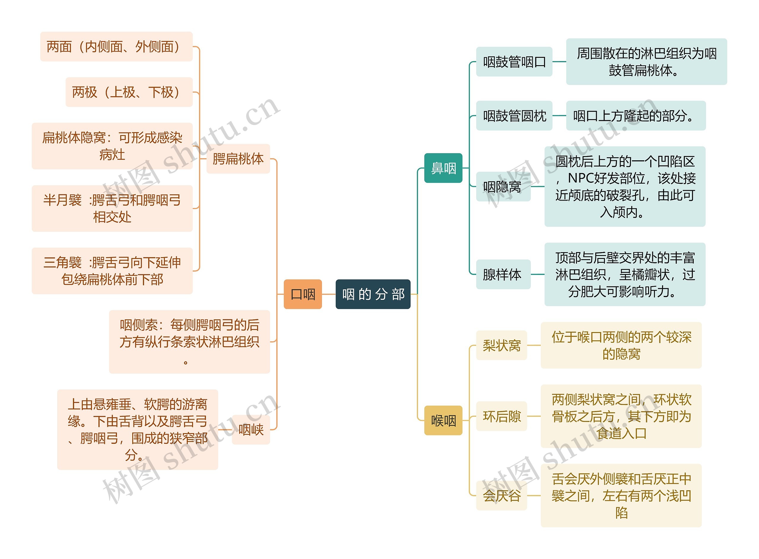 医学知识咽的分部思维导图