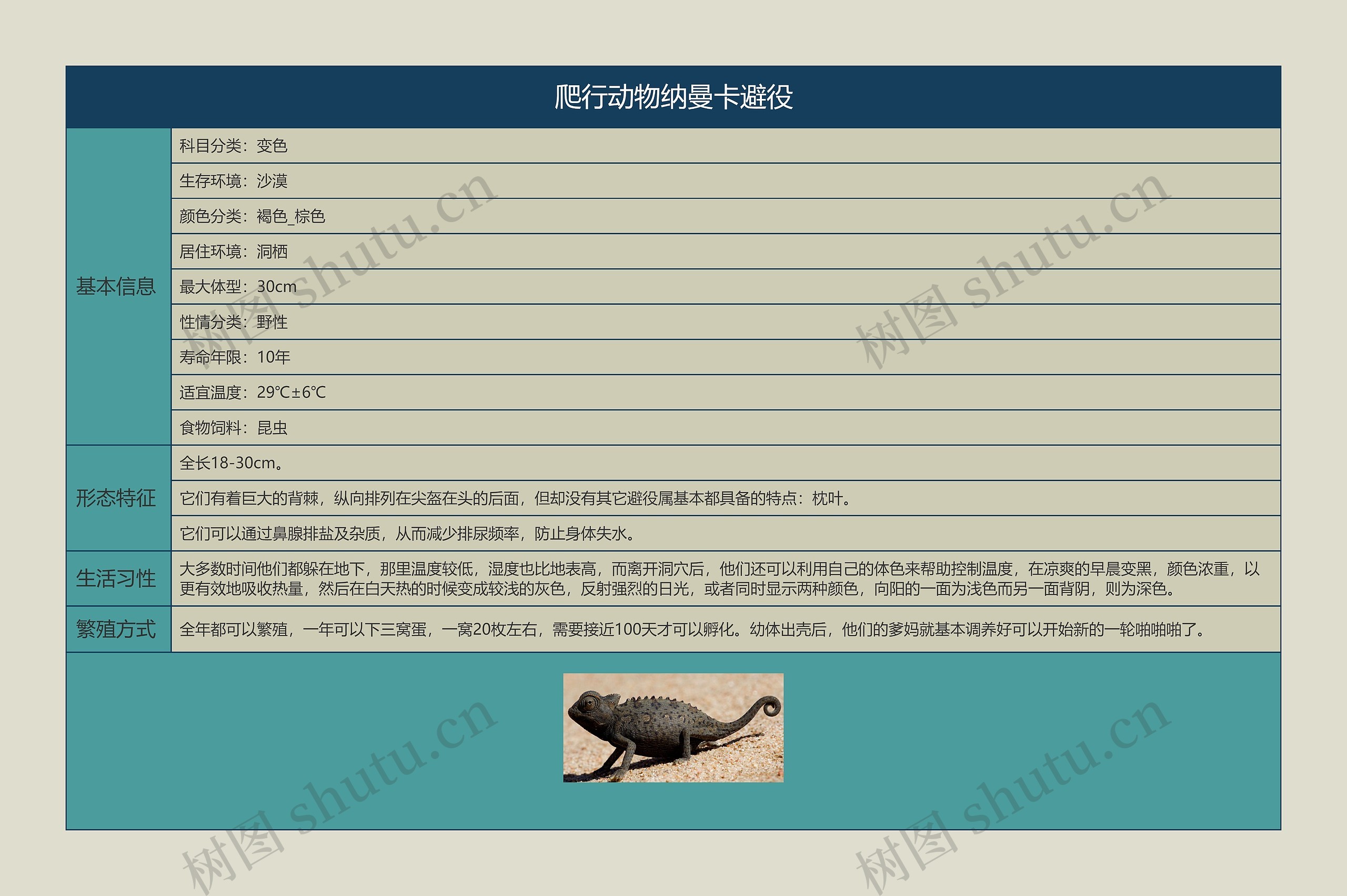 爬行动物纳曼卡避役思维导图